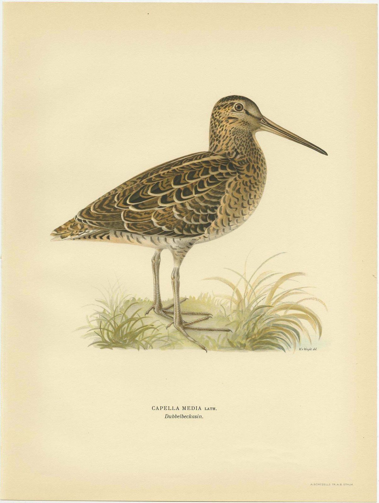 Antique Bird Print Of The Great Snipe By Von Wright, 1929 photo Art
