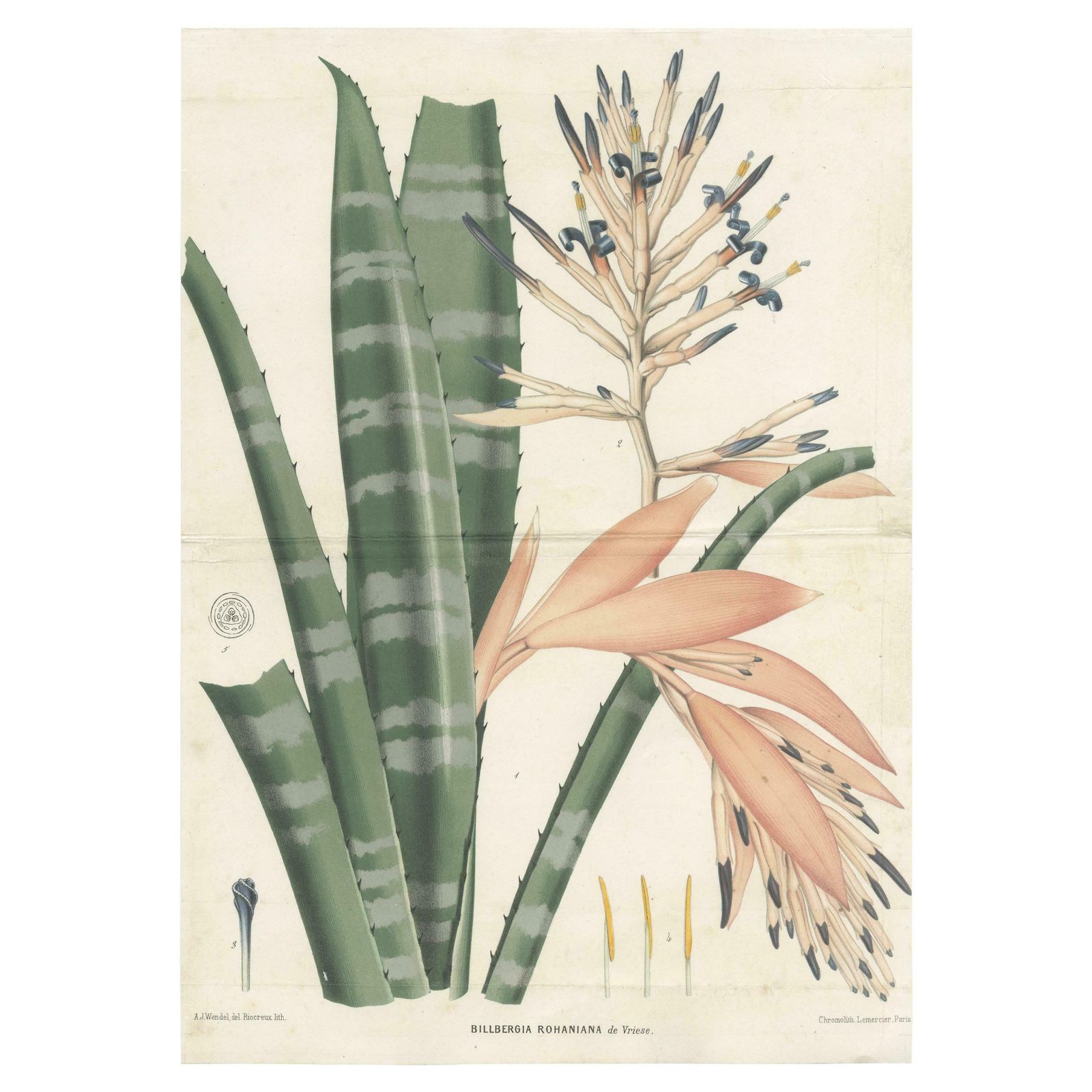 Antique Botany Print Of A Billbergia Plant Species By De Vriese '1855' £129.25