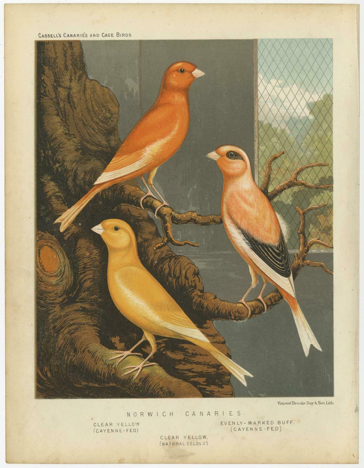 Antique Bird Print Of The Norwich Canaries Clear Yellow 'Cayanne Fed' And Other photo furniture