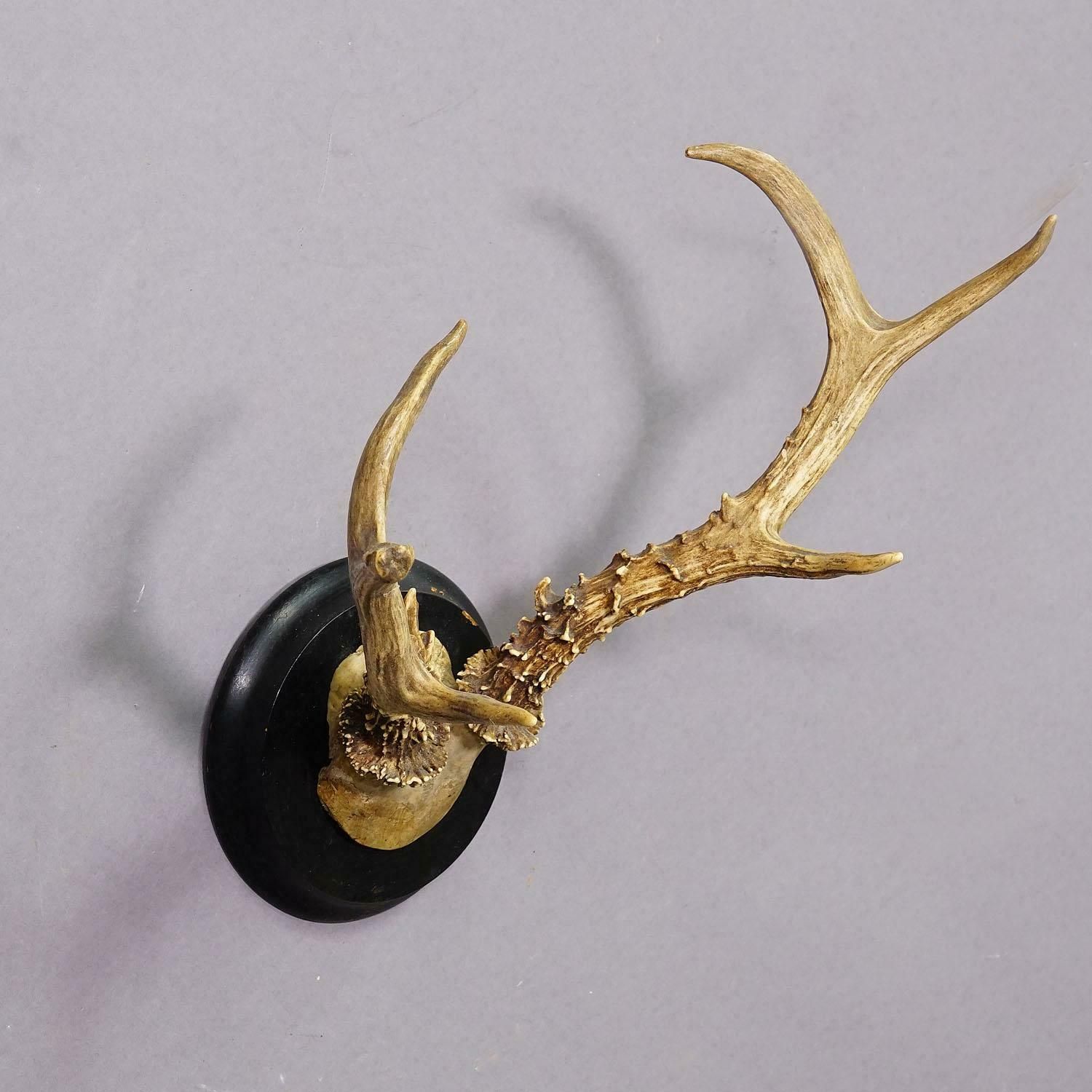 Abnorm Siberian Deer Trophy Mount On Wooden Plaque Ca. 1900s photo 397.0
