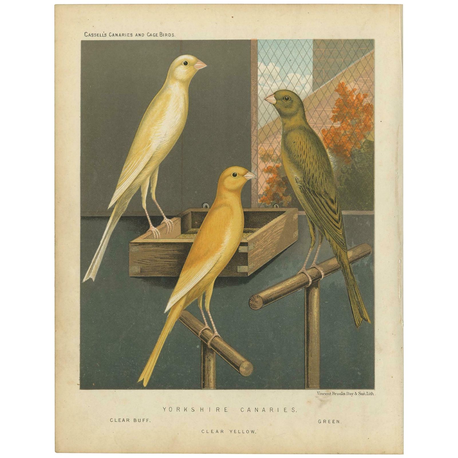 Antique Bird Print Of The Yorkshire Canaries, Clear Buff, Clear Yellow And Other