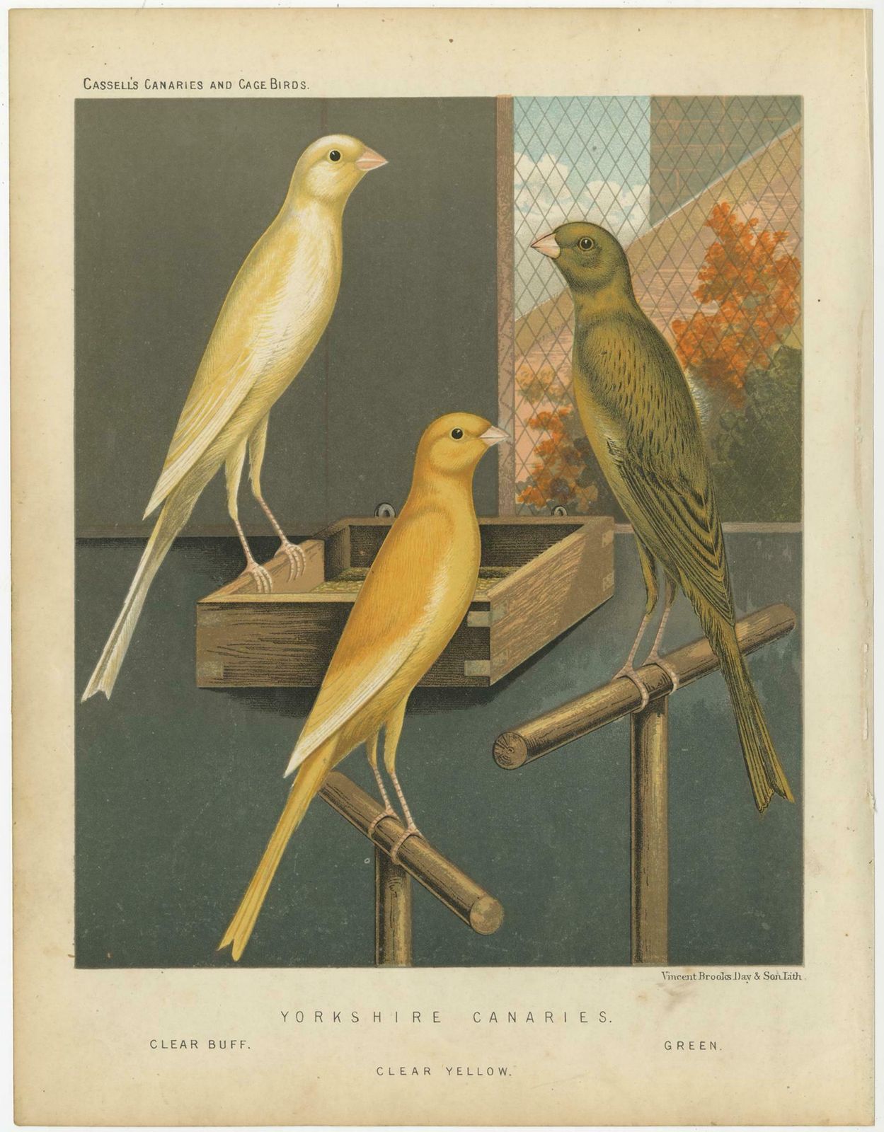 Antique Bird Print Of The Yorkshire Canaries, Clear Buff, Clear Yellow And Other photo furniture