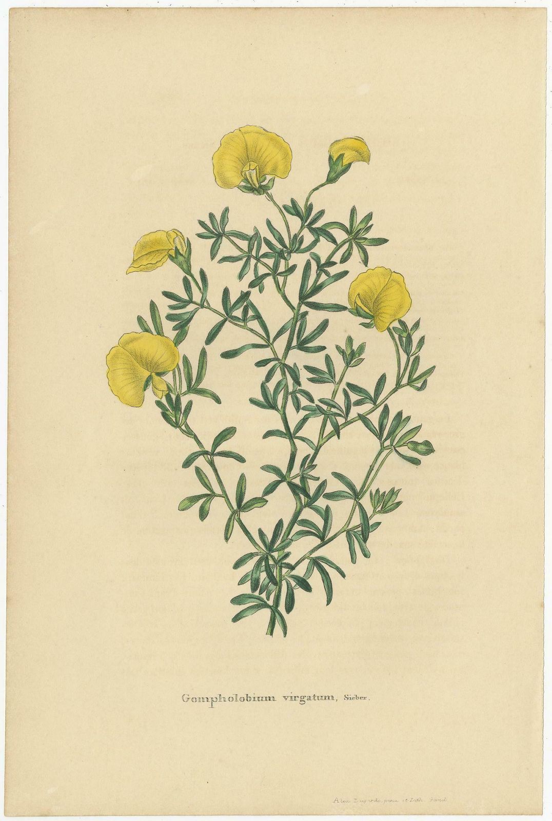 Set Of 2 Antique Botany Prints, Dietes Bicolor Plant, Gompholobium '1846' photo for sale