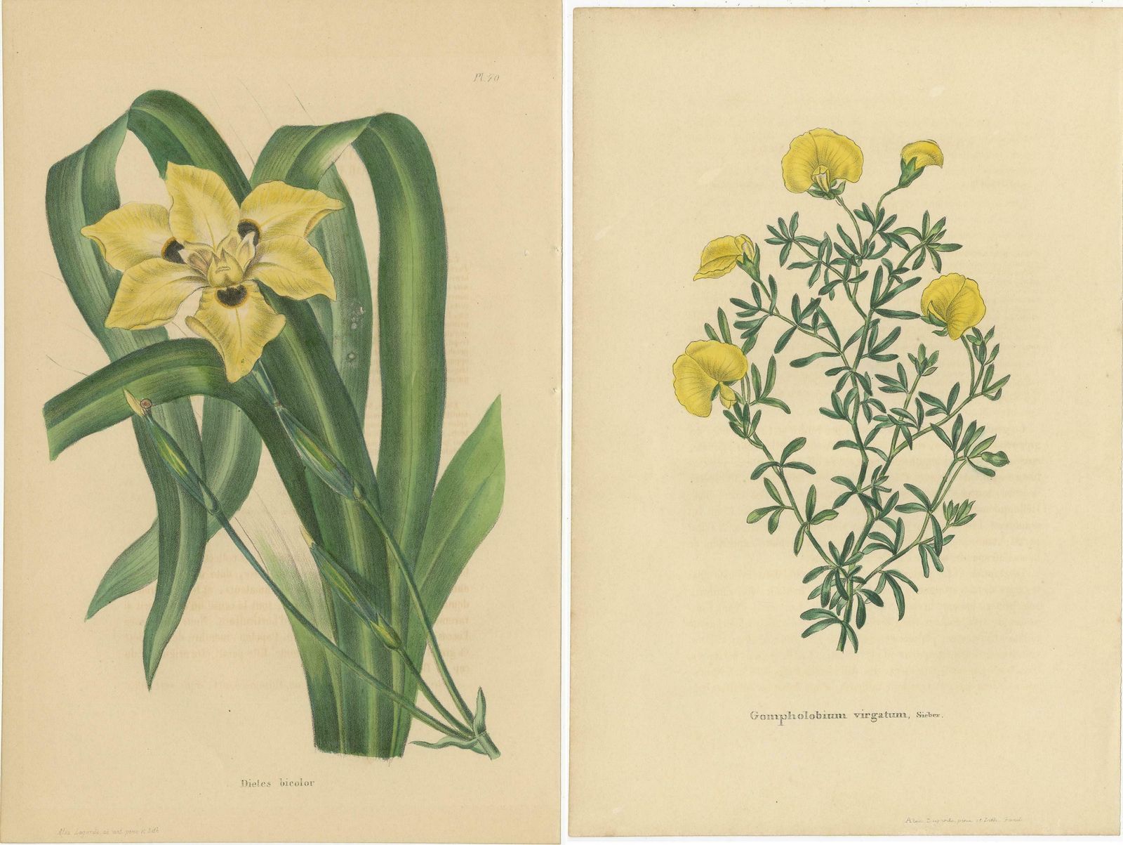 Set Of 2 Antique Botany Prints, Dietes Bicolor Plant, Gompholobium '1846' photo Art