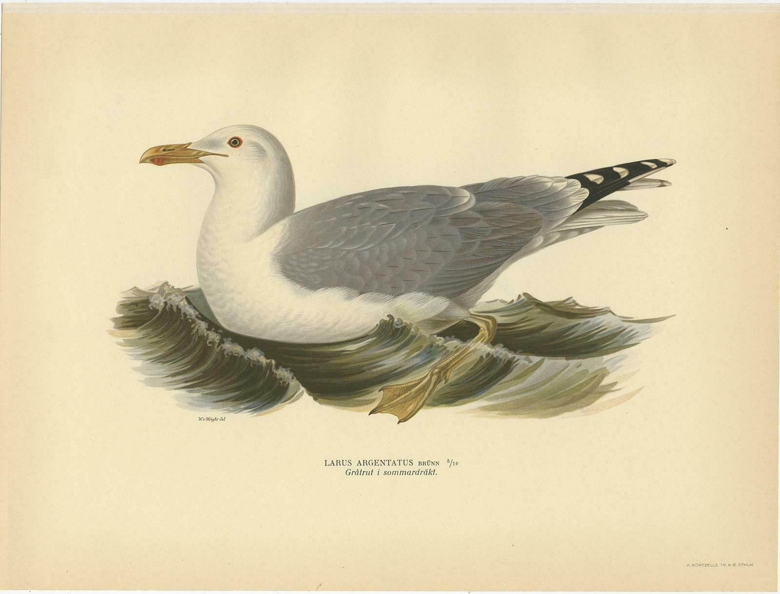Antique Bird Print Of The European Herring Gull 'Summer' By Von Wright, 1929 photo furniture