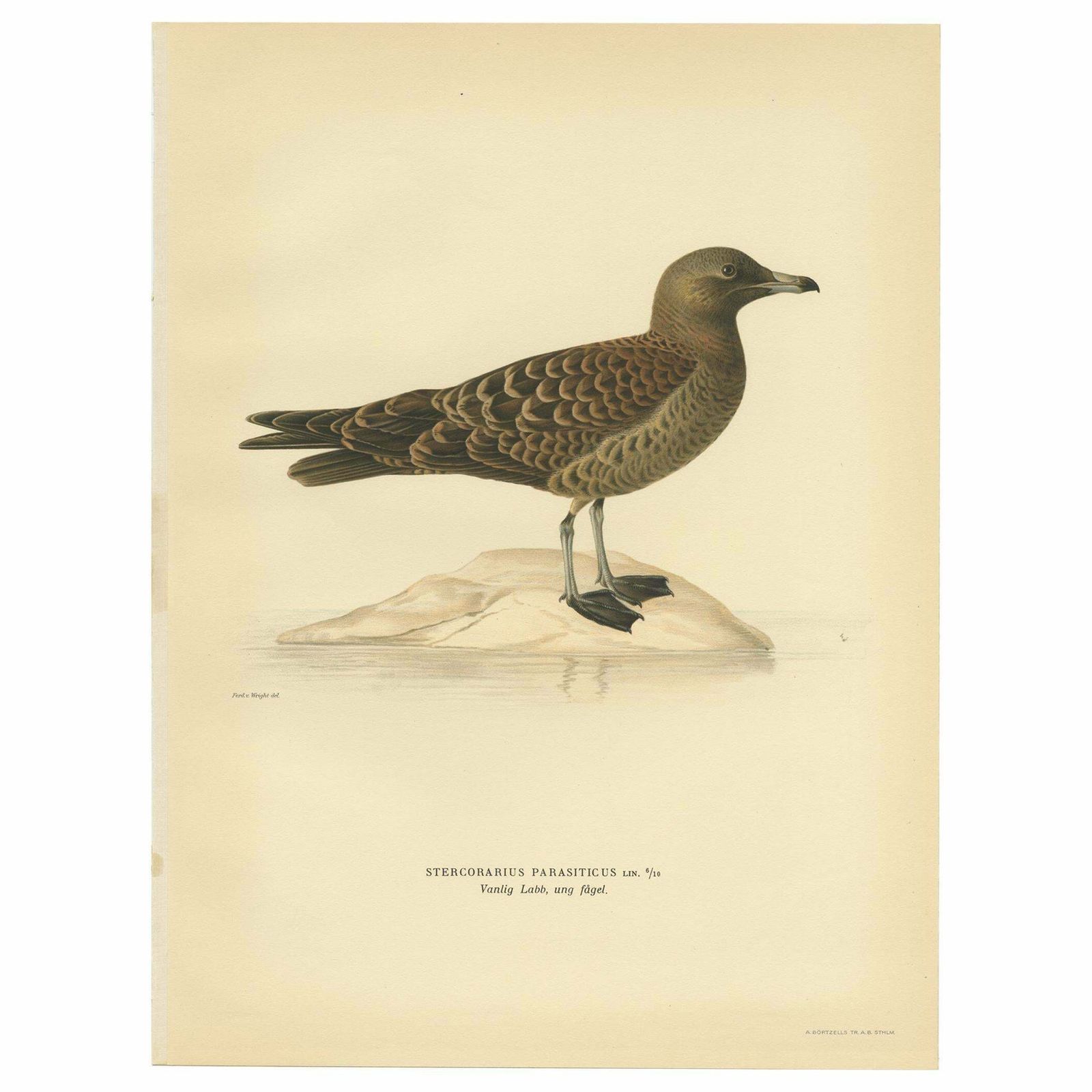 Antique Bird Print Of The Parasitic Jaeger By Von Wright, 1929