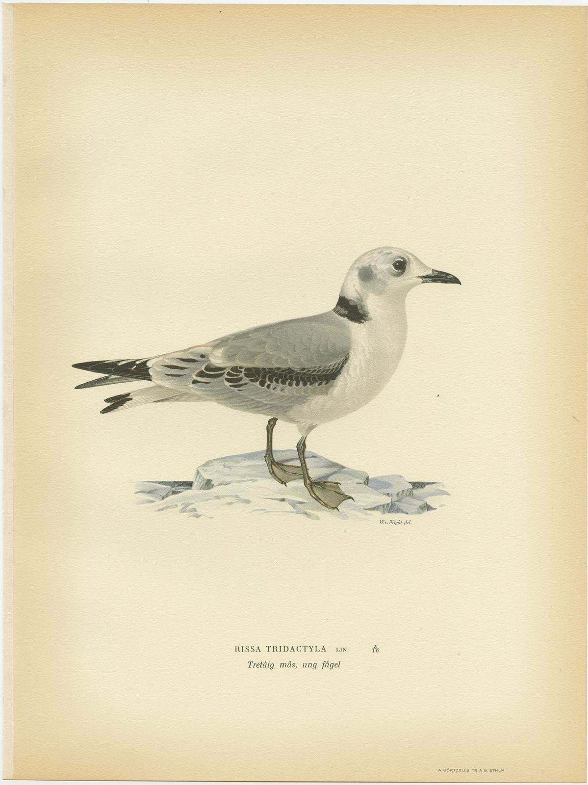 Antique Bird Print Of The Black Legged Kittiwake By Von Wright, 1929 photo Art
