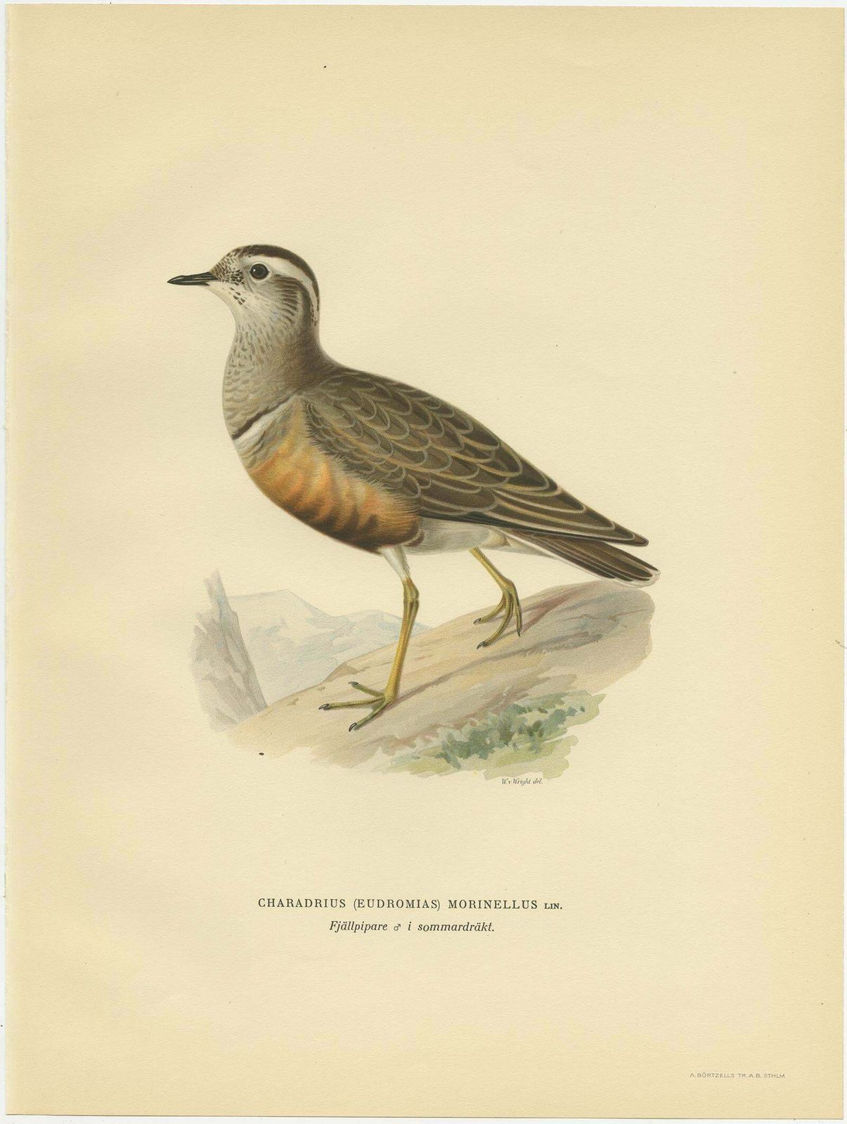 Antique Bird Print Of The Eurasian Dotterel By Von Wright, 1929 photo Art