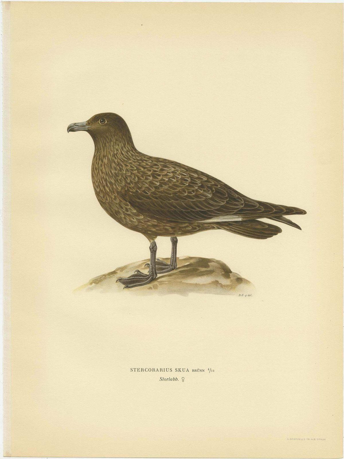 Antique Bird Print Of The Great Skua 'Female' By Von Wright, 1929 photo furniture
