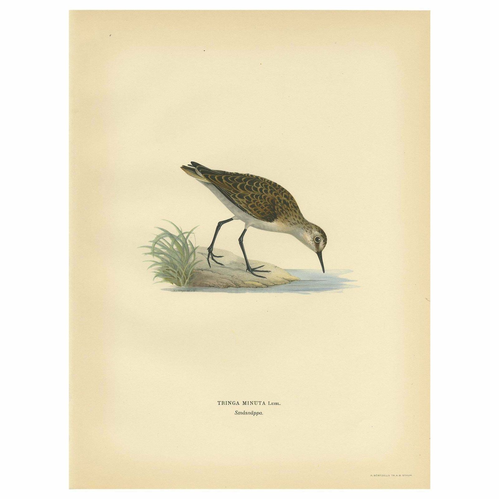 Antique Bird Print Of The Little Stint By Von Wright, 1929