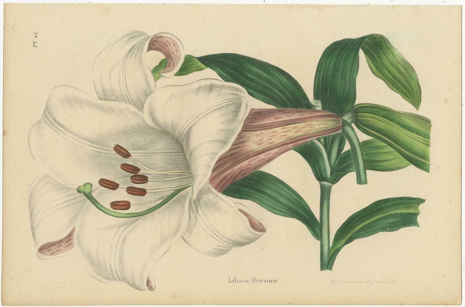 Set Of 2 Antique Botany Prints, Lilium Brownii, Clerodendrum Japonicum, '1845' photo furniture