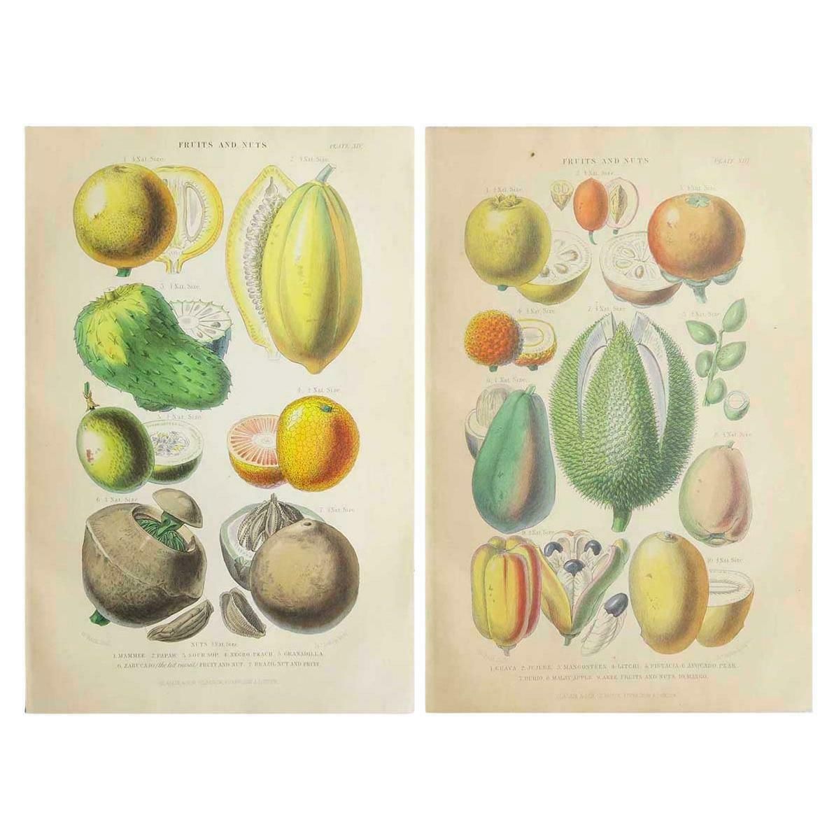 Pair Of Original Antique Prints Of Fruit After Walter Hood Fitch. C.1870