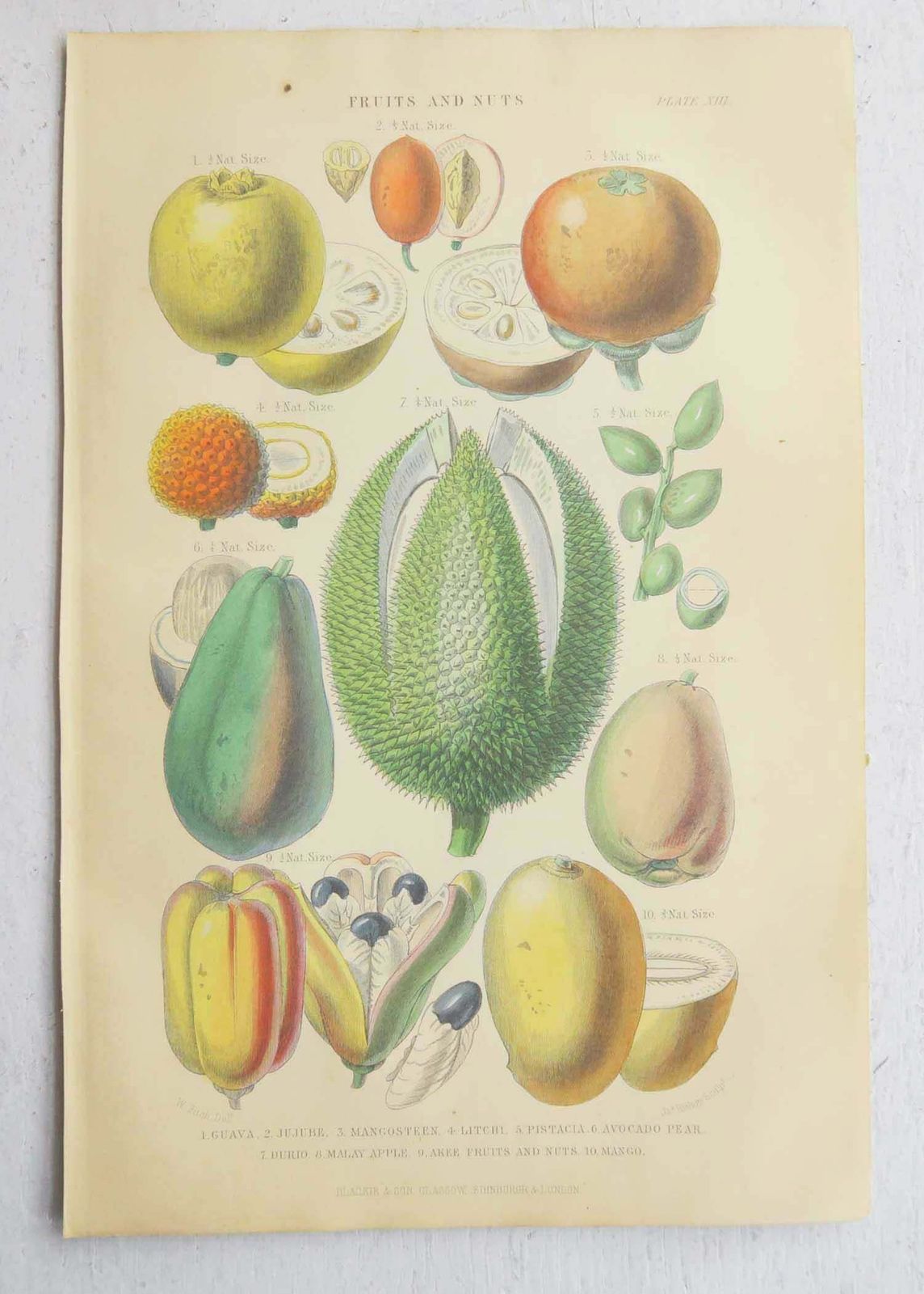 Pair Of Original Antique Prints Of Fruit After Walter Hood Fitch. C.1870 photo for sale
