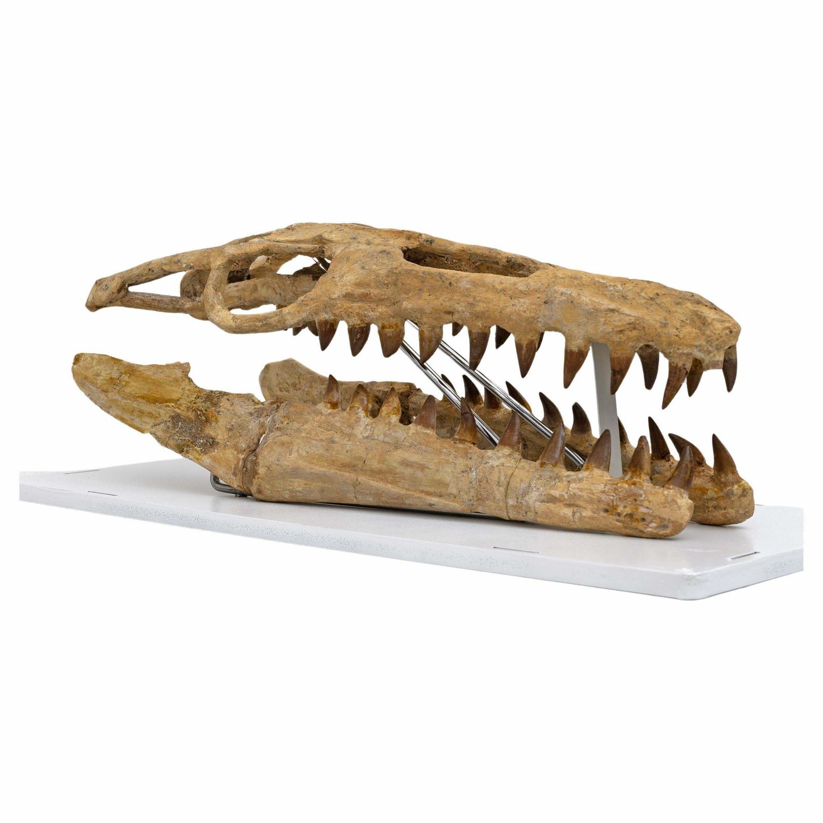 Fossilised Skull Of Prehistoric Marine Reptile The Mosasaur, 70million Years Ago