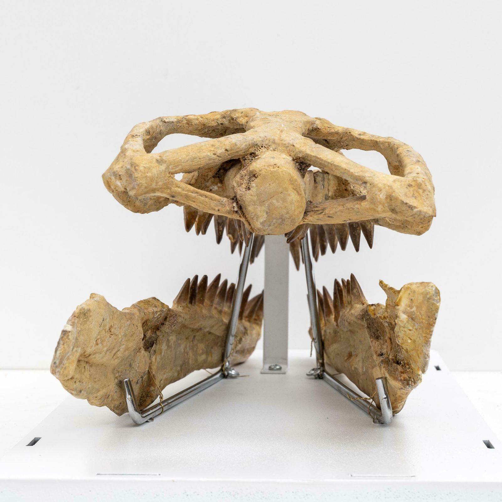 Fossilised Skull Of Prehistoric Marine Reptile The Mosasaur, 70million Years Ago photo Art