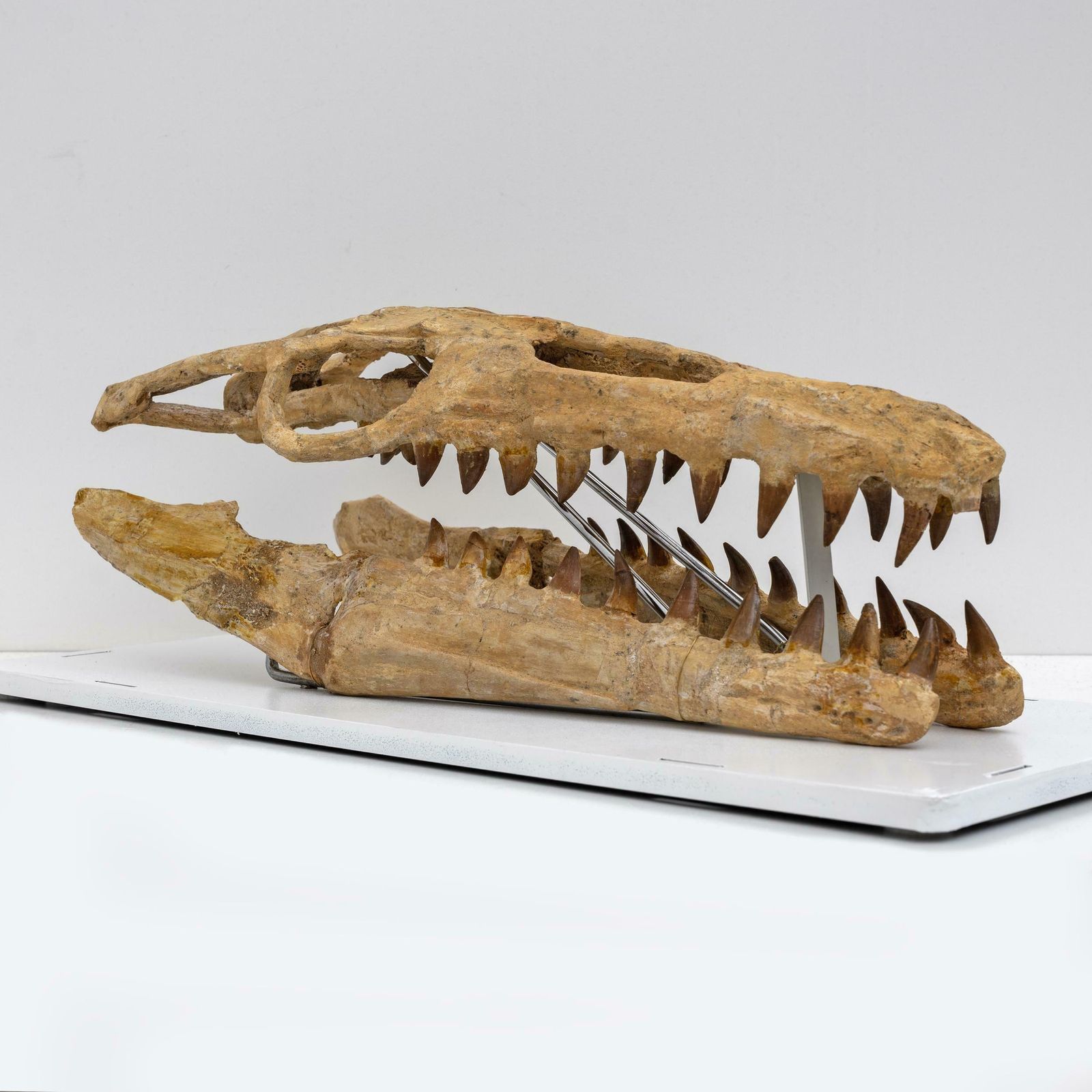 Fossilised Skull Of Prehistoric Marine Reptile The Mosasaur, 70million Years Ago photo vinterior