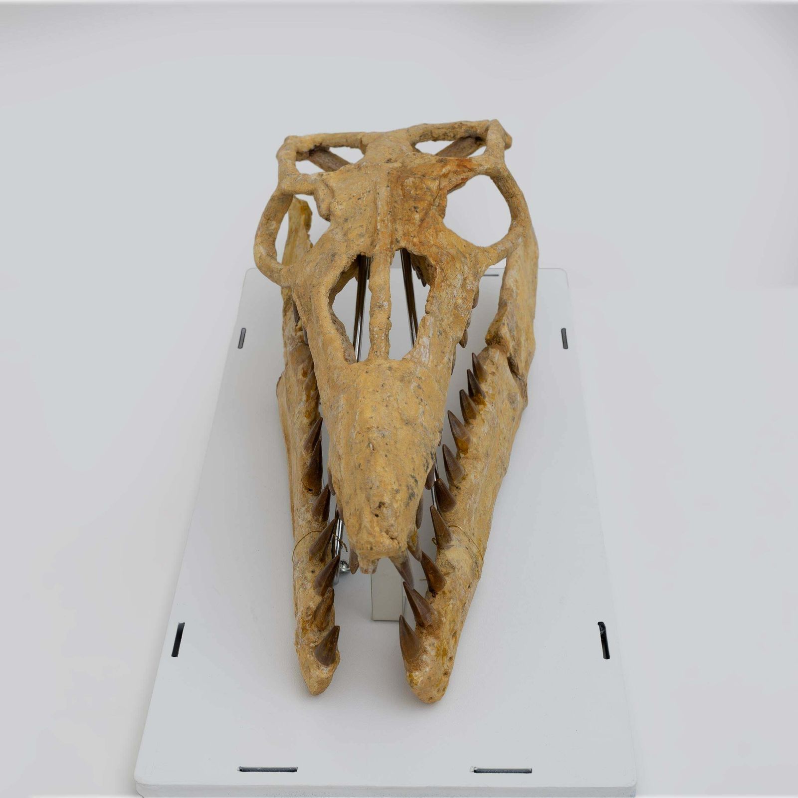 Fossilised Skull Of Prehistoric Marine Reptile The Mosasaur, 70million Years Ago photo vintage