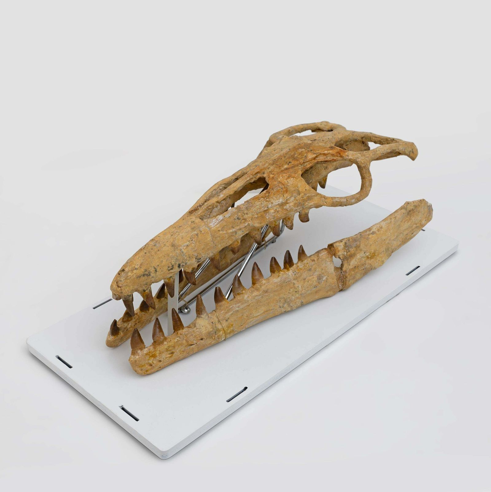 photo furniture Fossilised Skull Of Prehistoric Marine Reptile The Mosasaur, 70million Years Ago