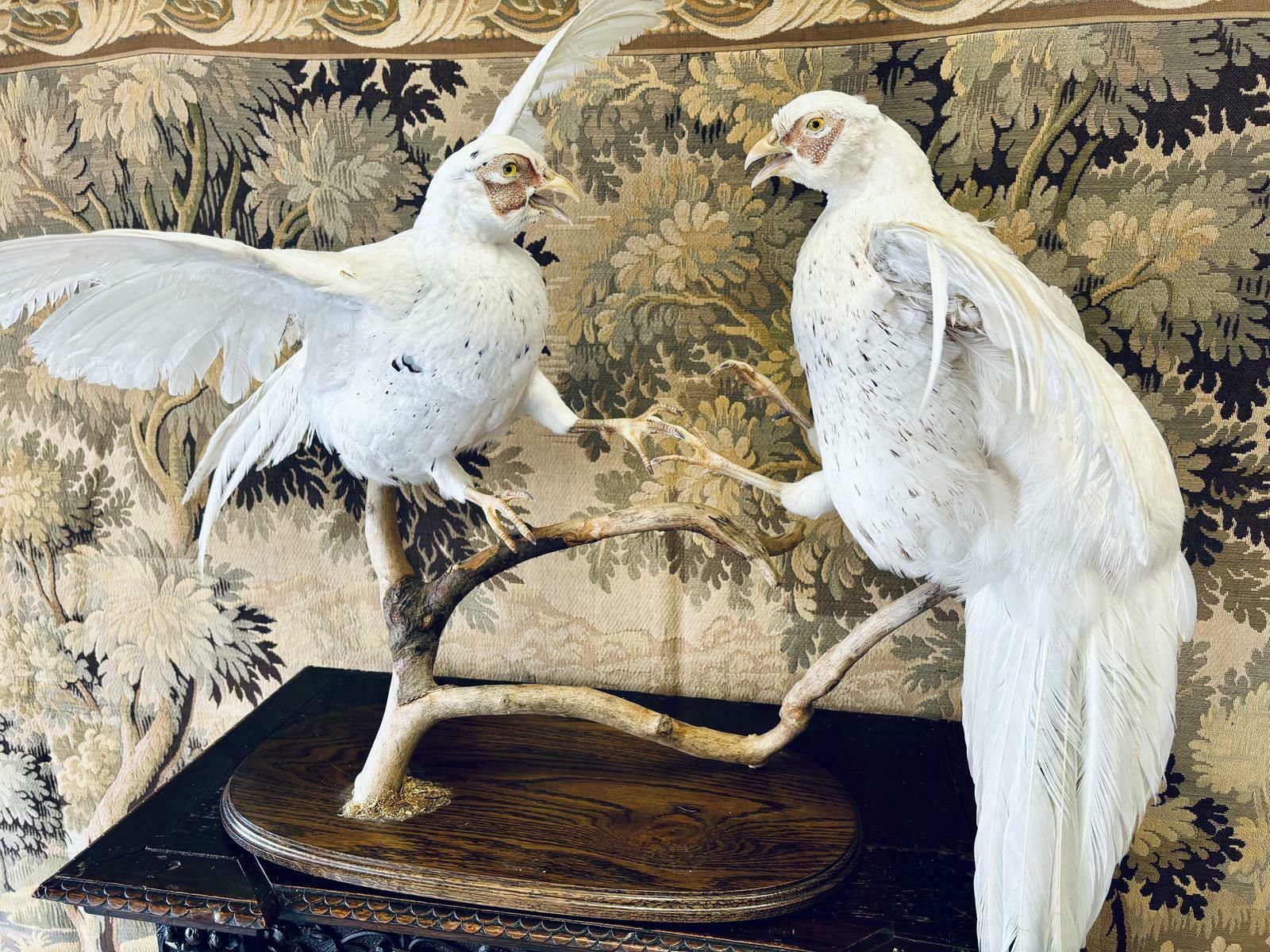 Taxidermy Pair Of Fighting White Pheasants photo furniture