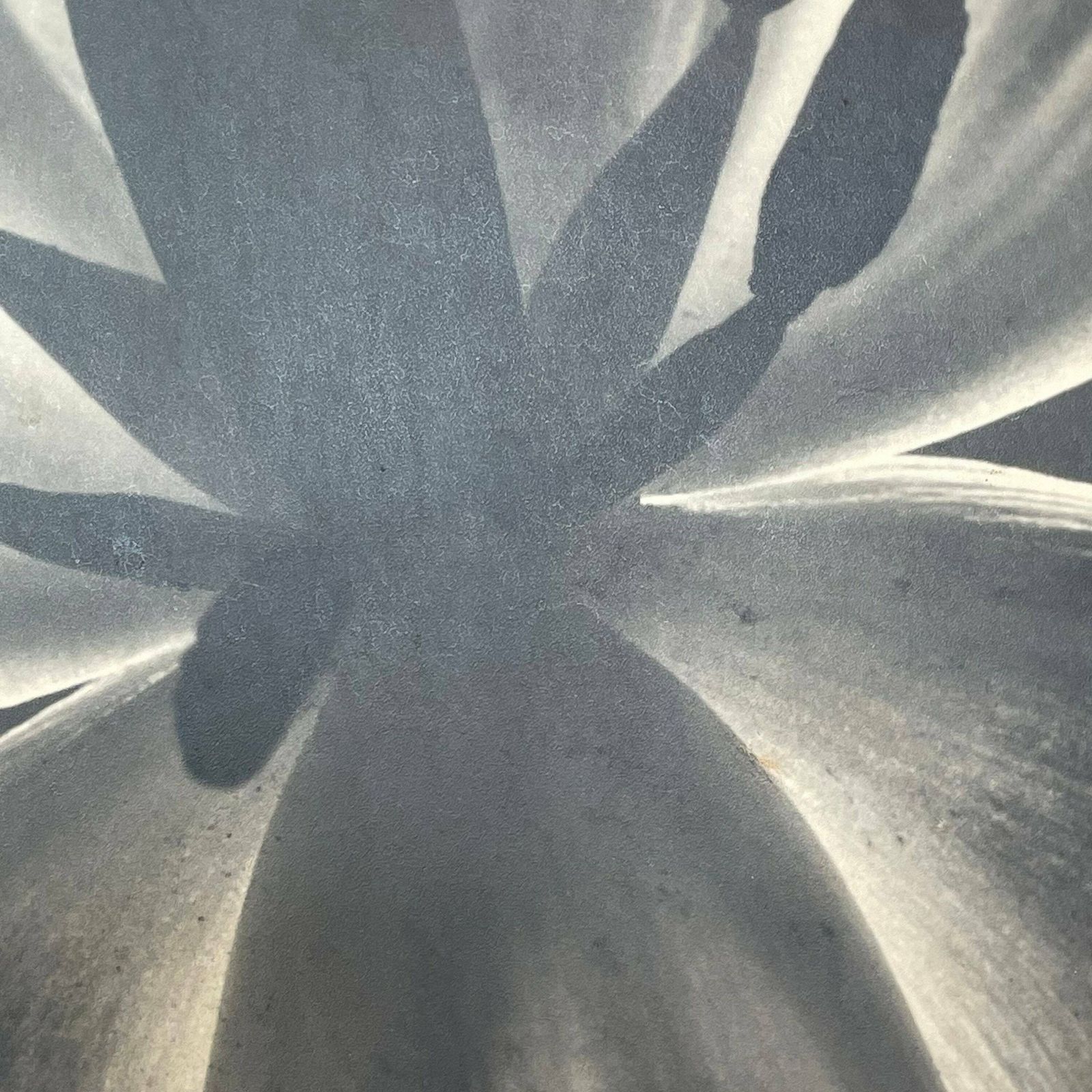 photo furniture Danish Vintage Mid Century Large Scale Fine Art Photography From The 1940’s By Artist Aage Lillesøe With Motive Of Tulip Flower