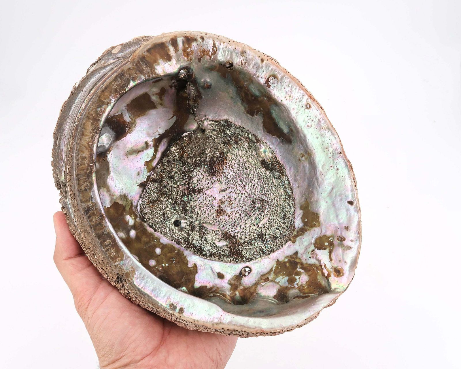 Large Seashell : Large Abalone Mother Of Pearl, 1960s / Ring Dish, Tray, Jewelry Display, Boho Chic, Bohemian, Folk Bathroom photo buy