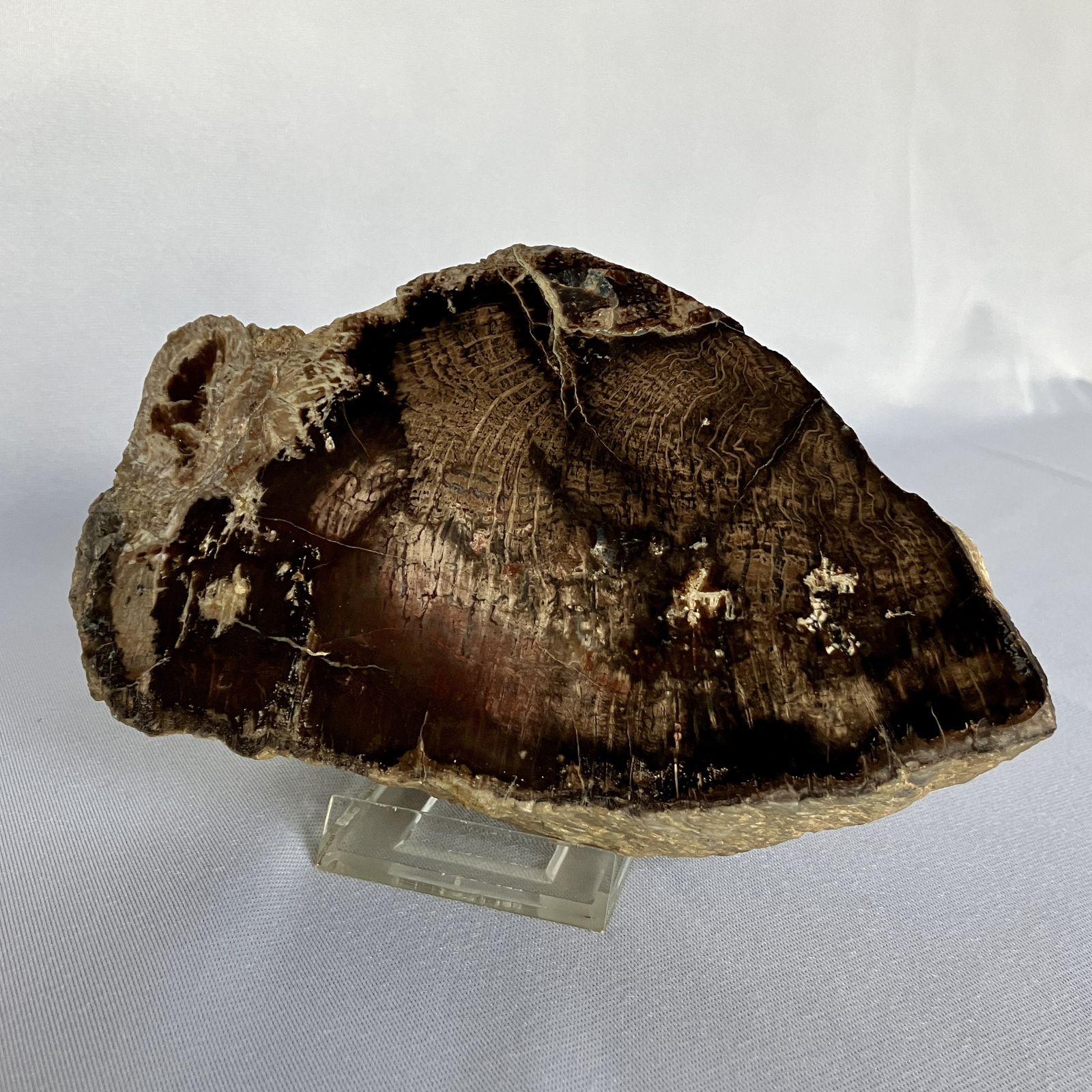 A Small Fossilised Or Petrified Wood Specimen, Polished And Mounted On A Perspex Stand, Circa 120 To 240 Million Years Old