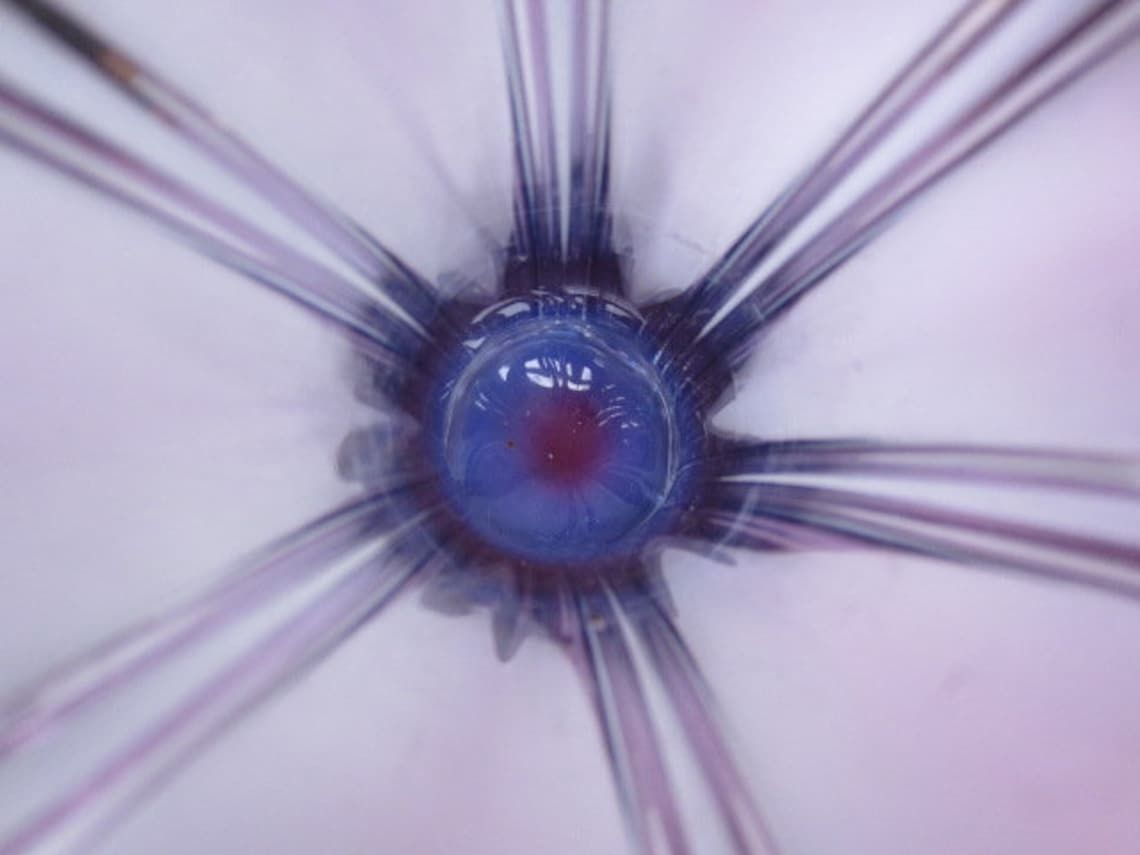 Murano Hand Blown Poli Seguso Era Purple Blue 1960s Ribbed Art Glass Flower Vase photo 109.0