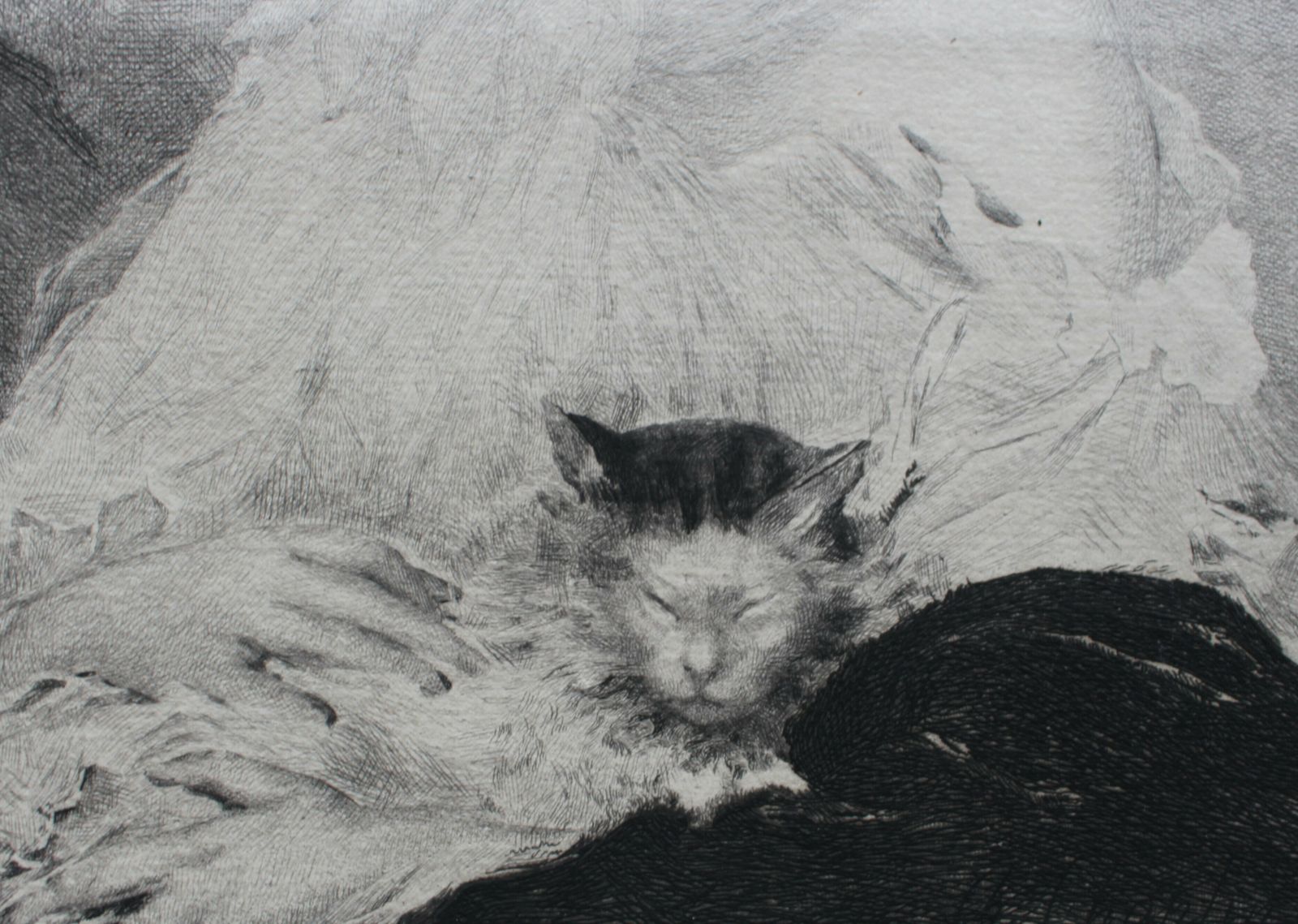 La Jeune Fille Au Chat After Charles Joshua Chaplin C1889 photo Art