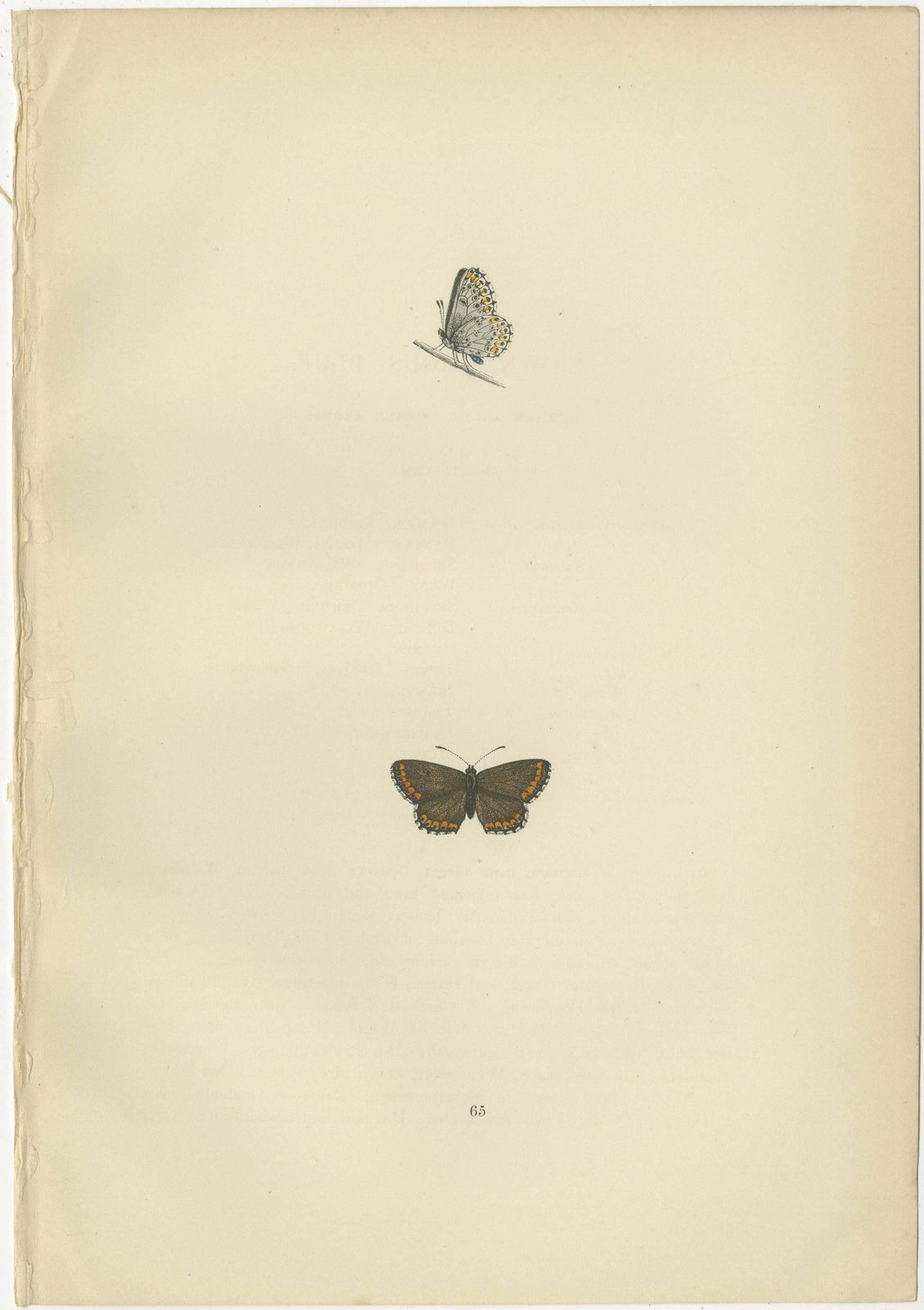 Fluttering Gems: Portraits Of The Chalk Hill Blue, Brown Argus, Grizzled Skipper photo for sale