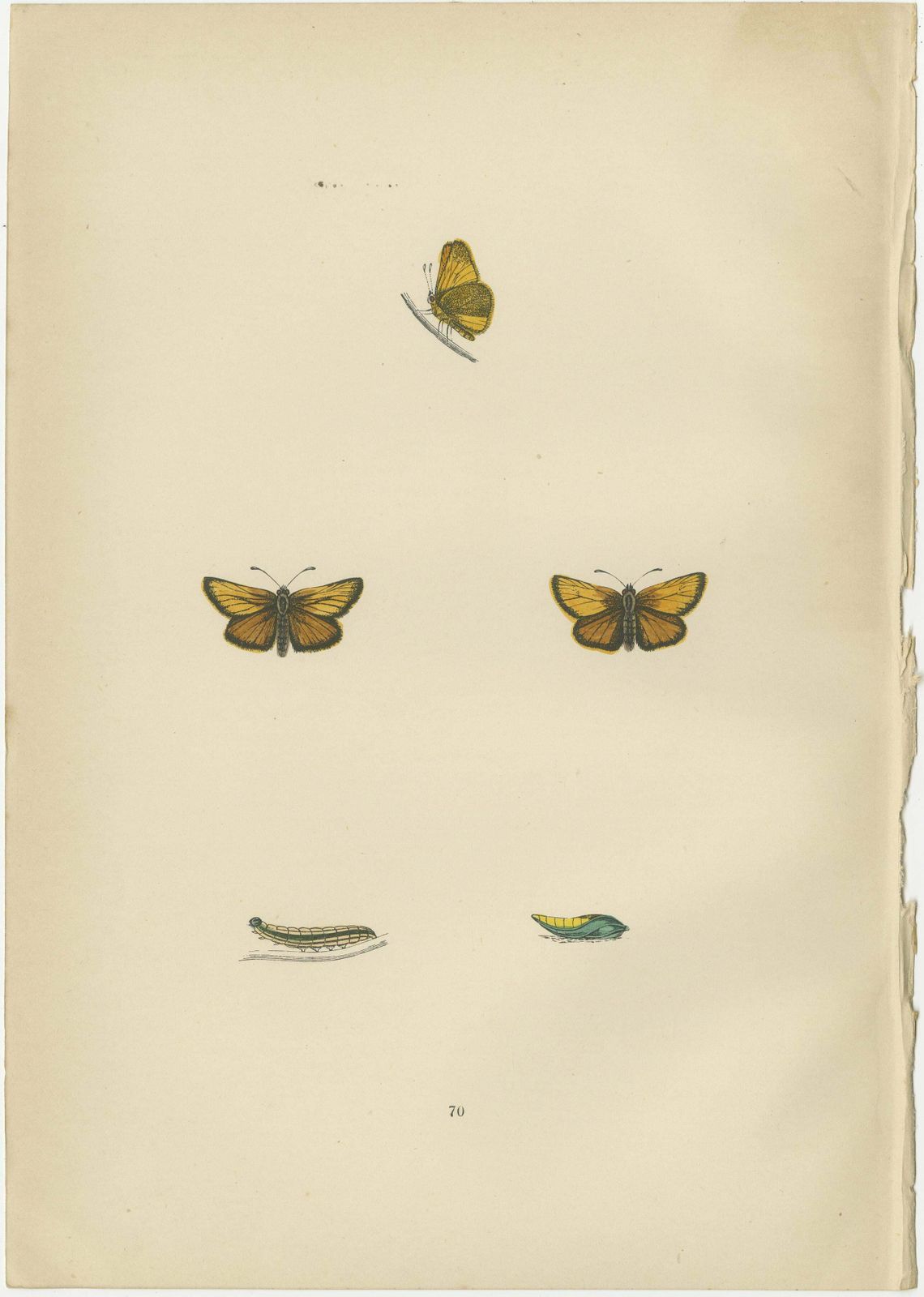 Brushstrokes And Butterflies: The Artistic Legacy Of Morris's Skippers, 1890 photo furniture