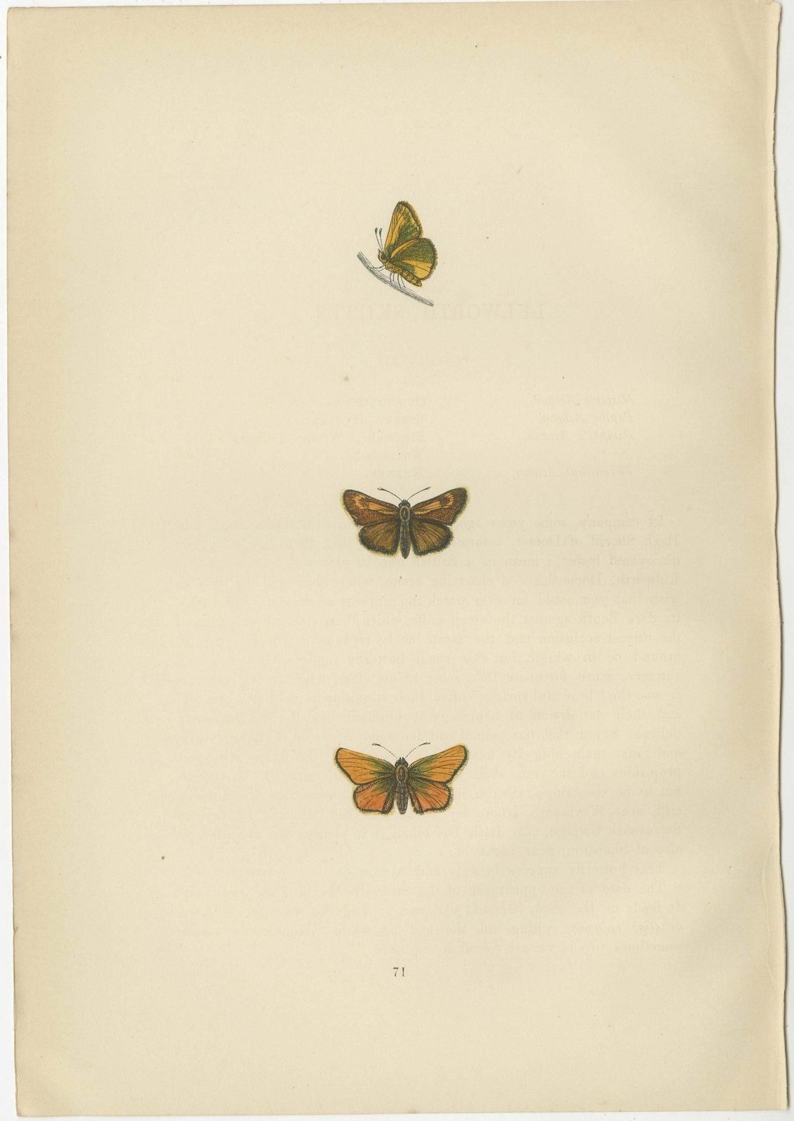 Brushstrokes And Butterflies: The Artistic Legacy Of Morris's Skippers, 1890 photo for sale