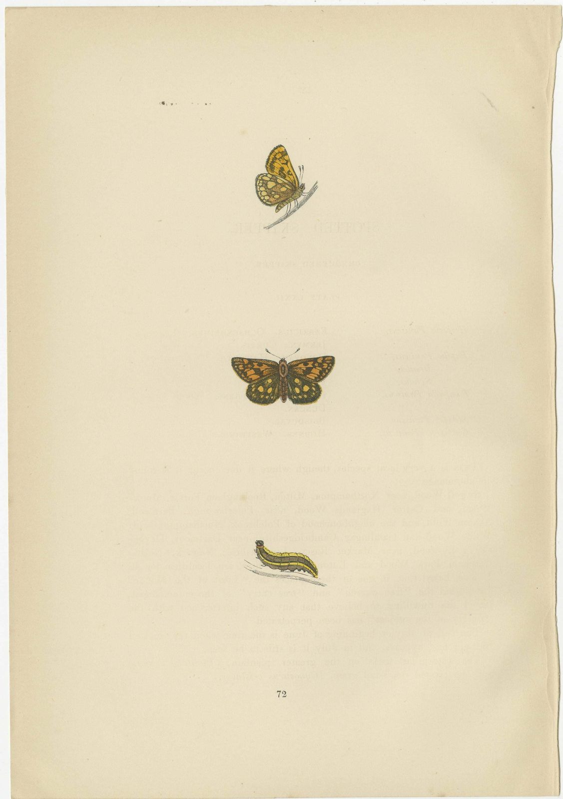 Brushstrokes And Butterflies: The Artistic Legacy Of Morris's Skippers, 1890 photo Art