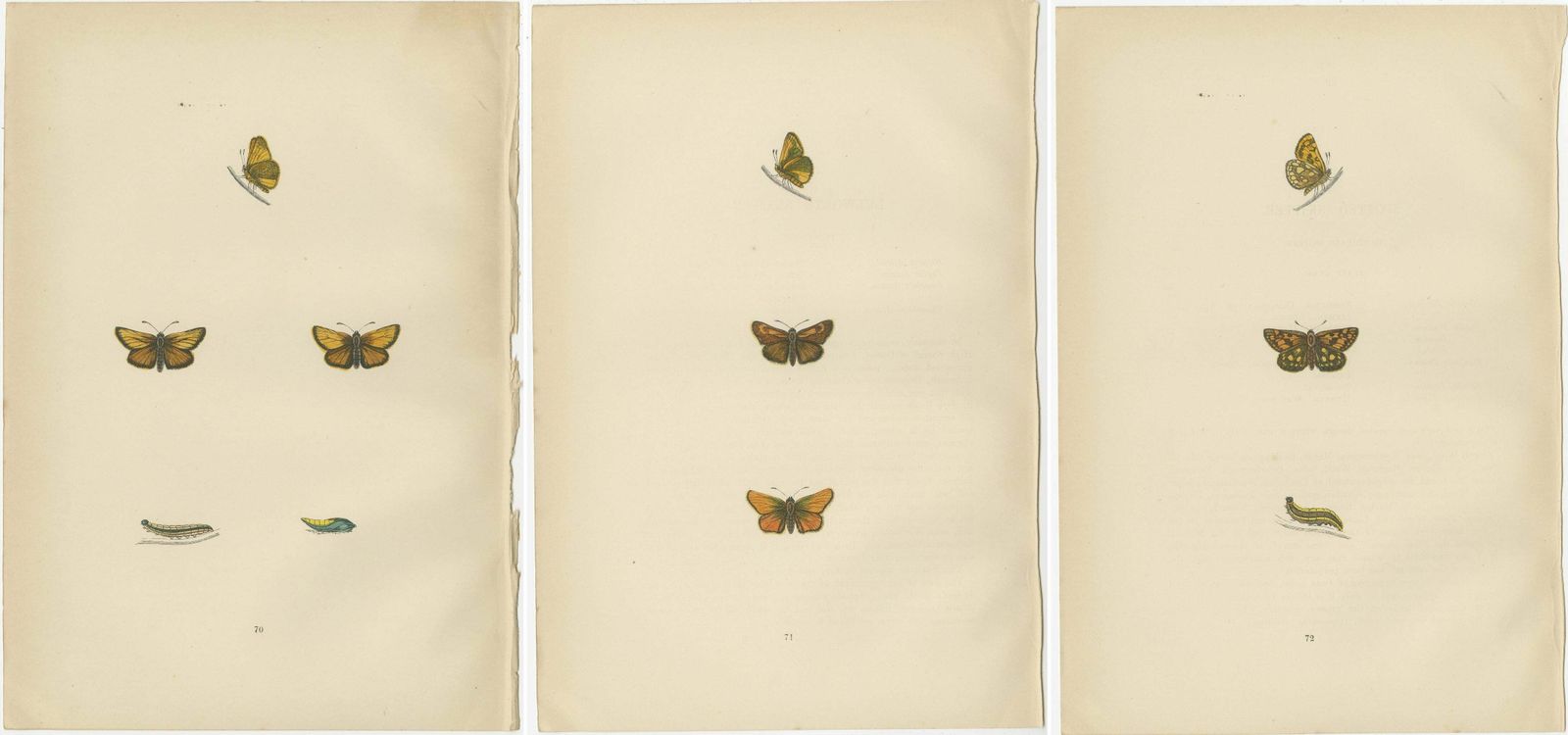 Brushstrokes And Butterflies: The Artistic Legacy Of Morris's Skippers, 1890 photo 204.0