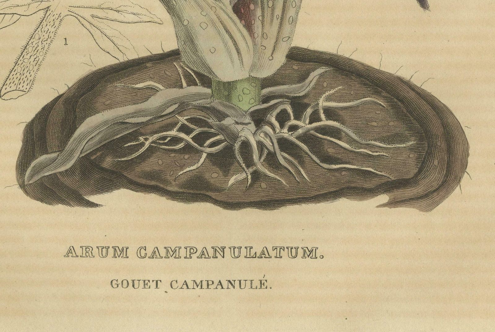 Velvet Majesty: The Bell Shaped Arum   A Vintage Portrait Of Botanical Splendor photo Art