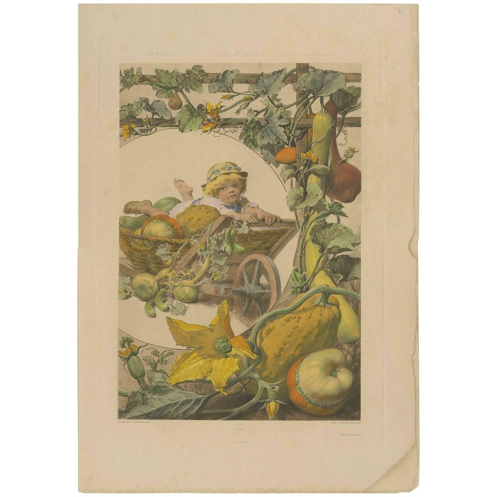 Antique Botany Print Of Pumpkin Plants, 1890