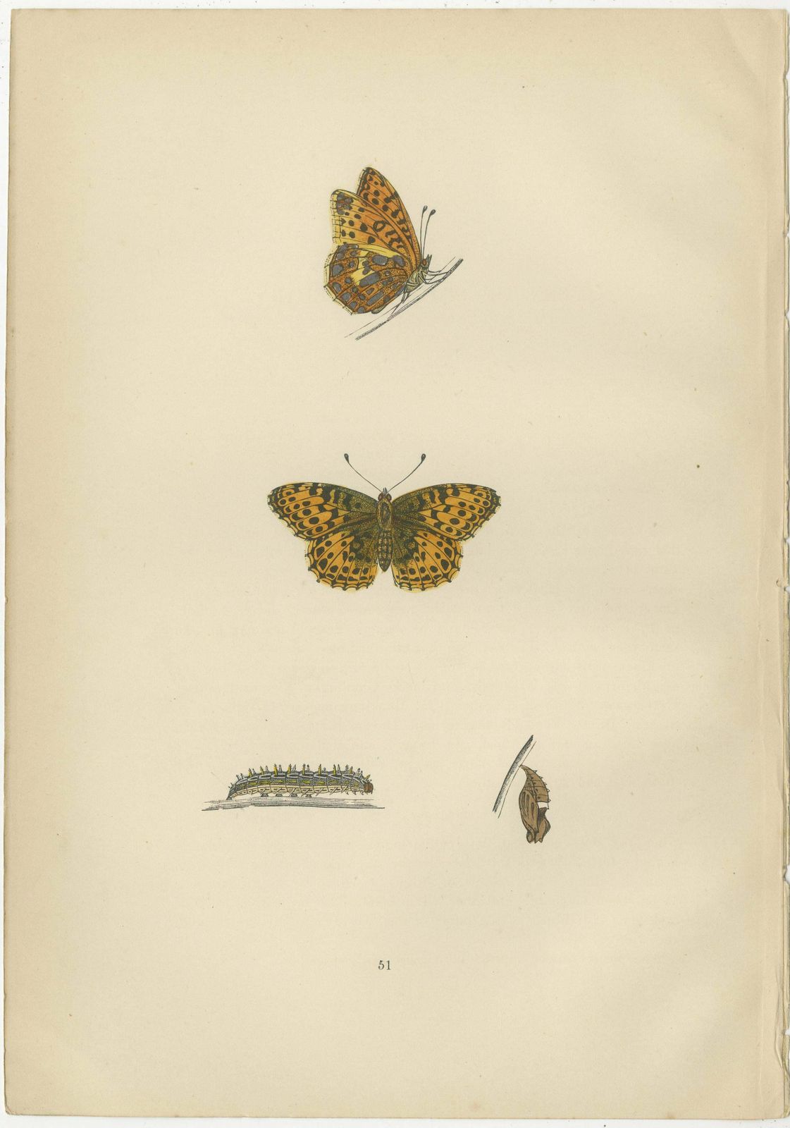 Fluttering Jewels Of The Meadow: Morris's 1890 Masterpieces Of Fritillaries photo Art