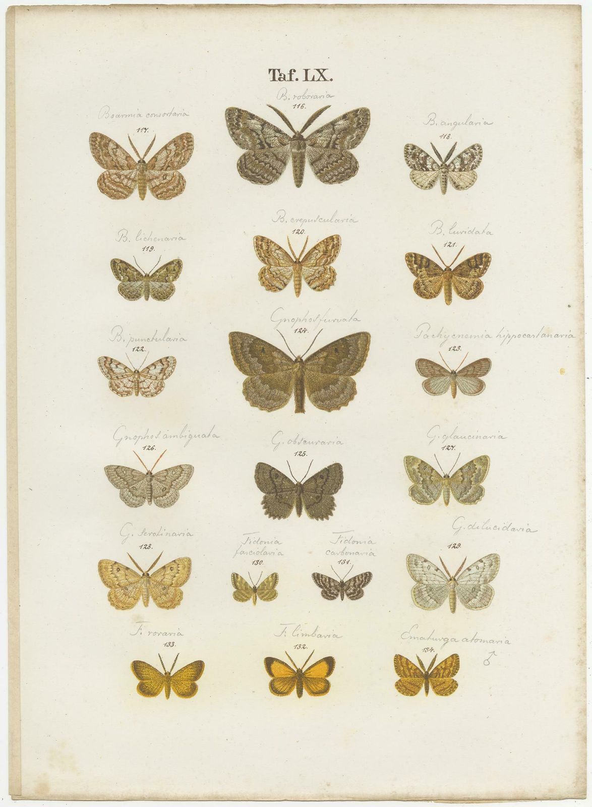 Set Of 4 Antique Prints Of Various Butterflies And Moths By Ramann, Circa 1870 photo 215.0