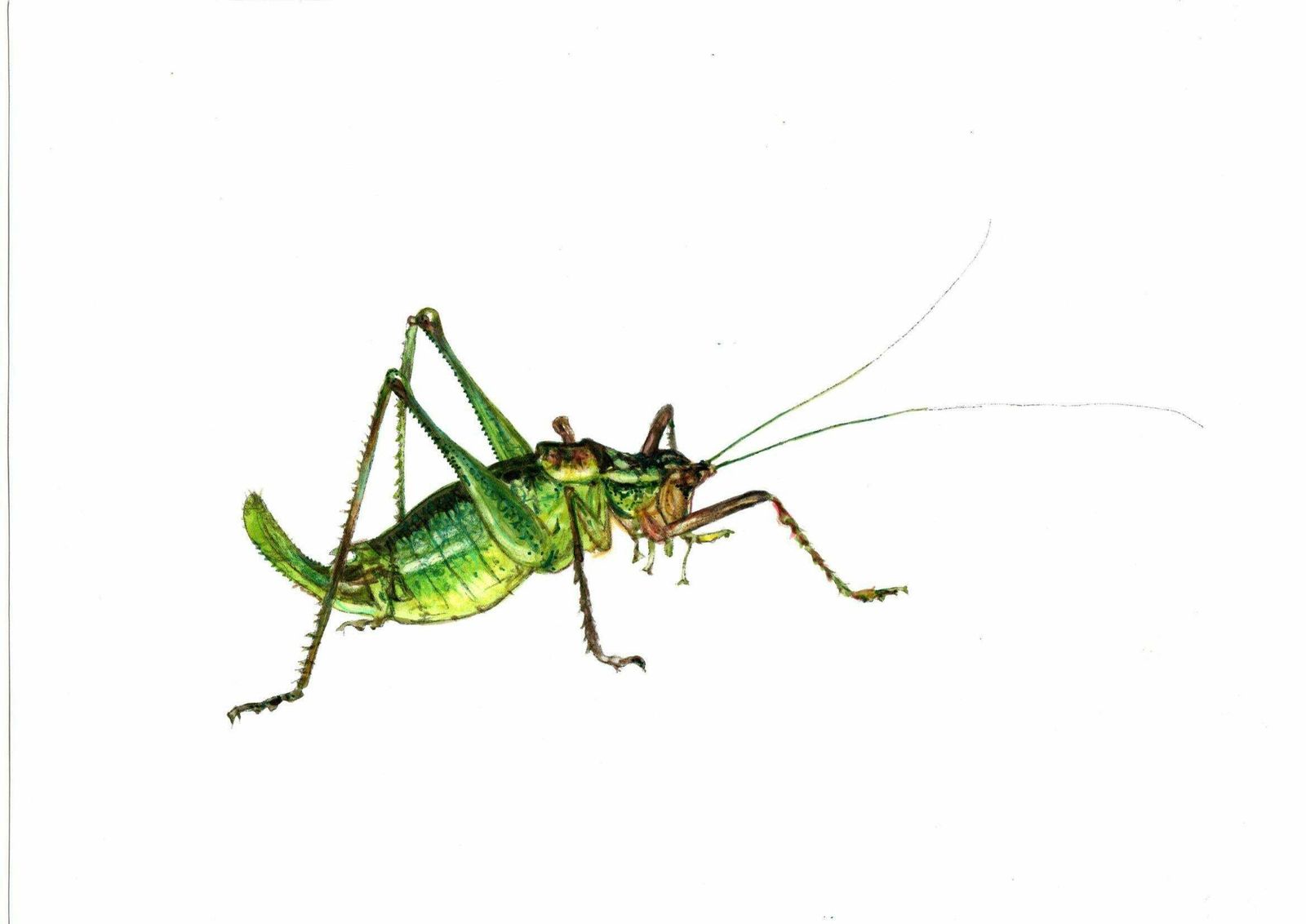 Juris Utans Grasshopper. Paper, Mixed Media, 21x30 Cm