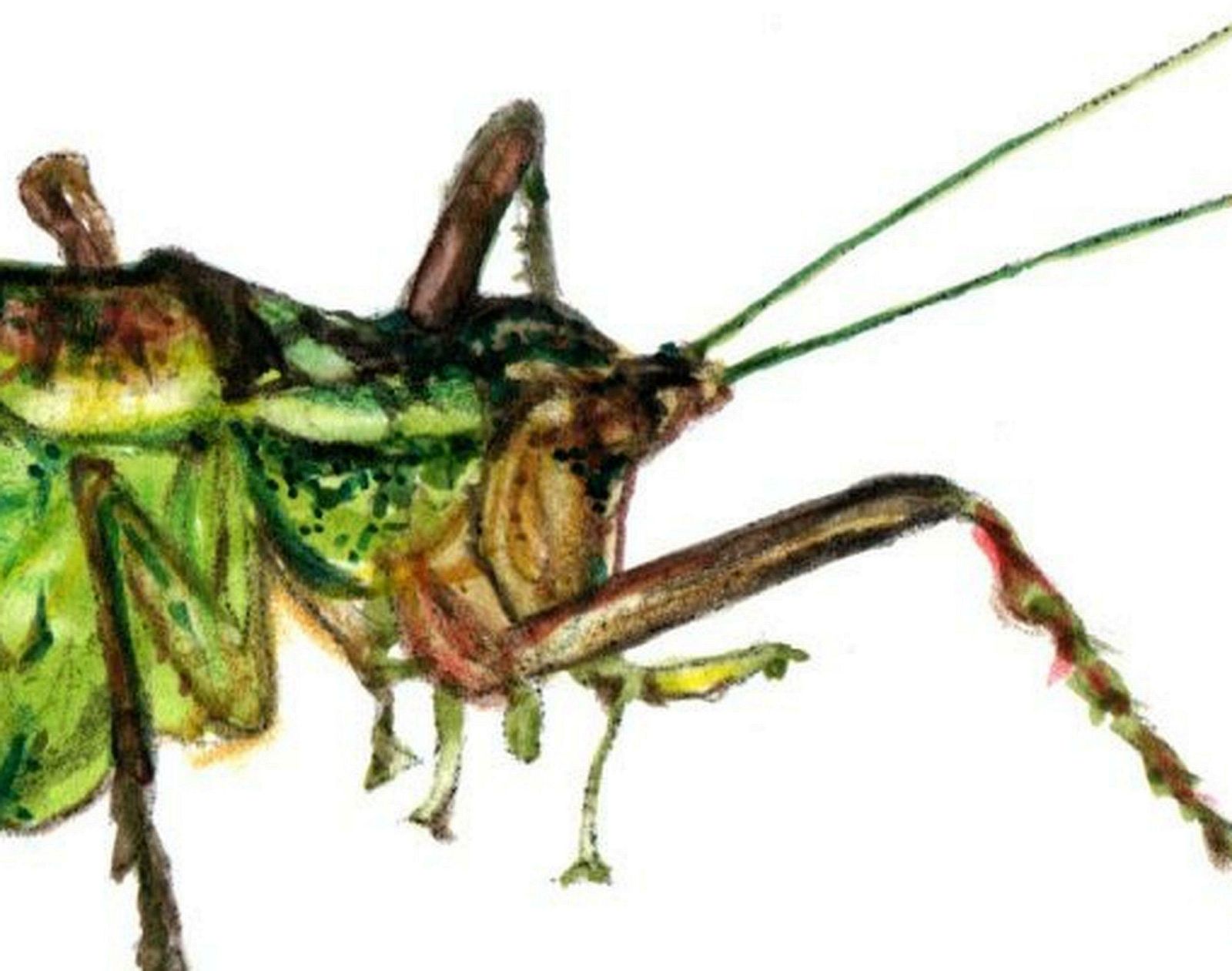 Juris Utans Grasshopper. Paper, Mixed Media, 21x30 Cm photo furniture