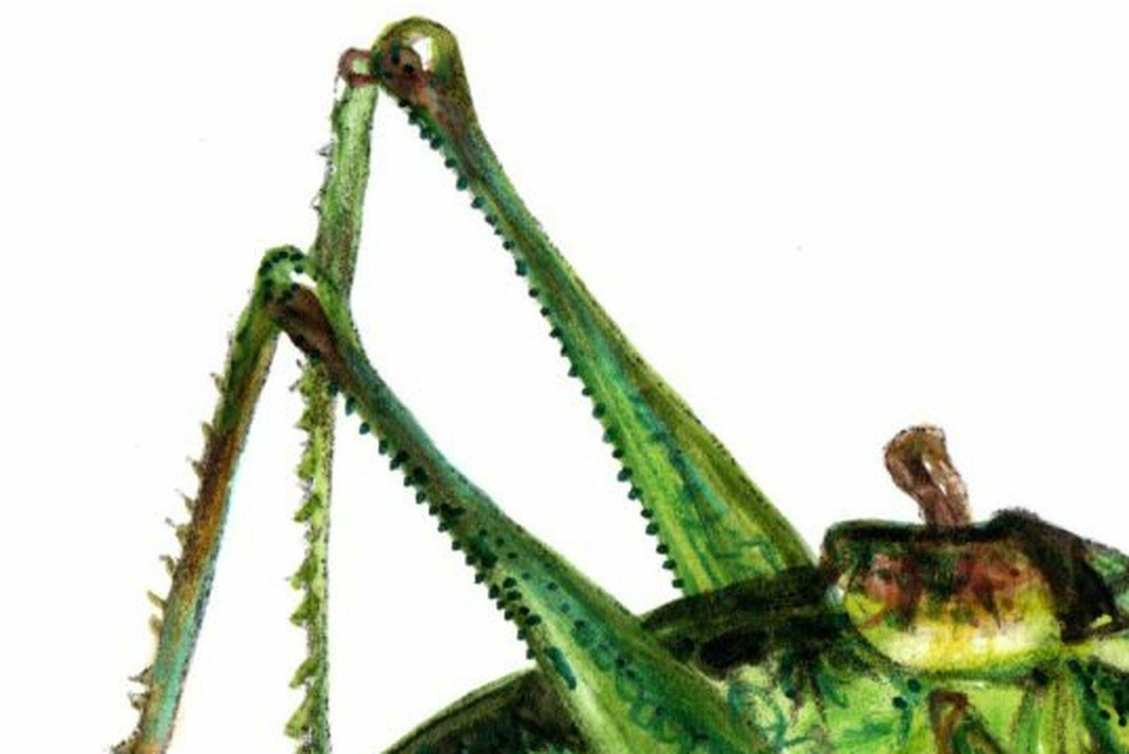 Juris Utans Grasshopper. Paper, Mixed Media, 21x30 Cm photo Art