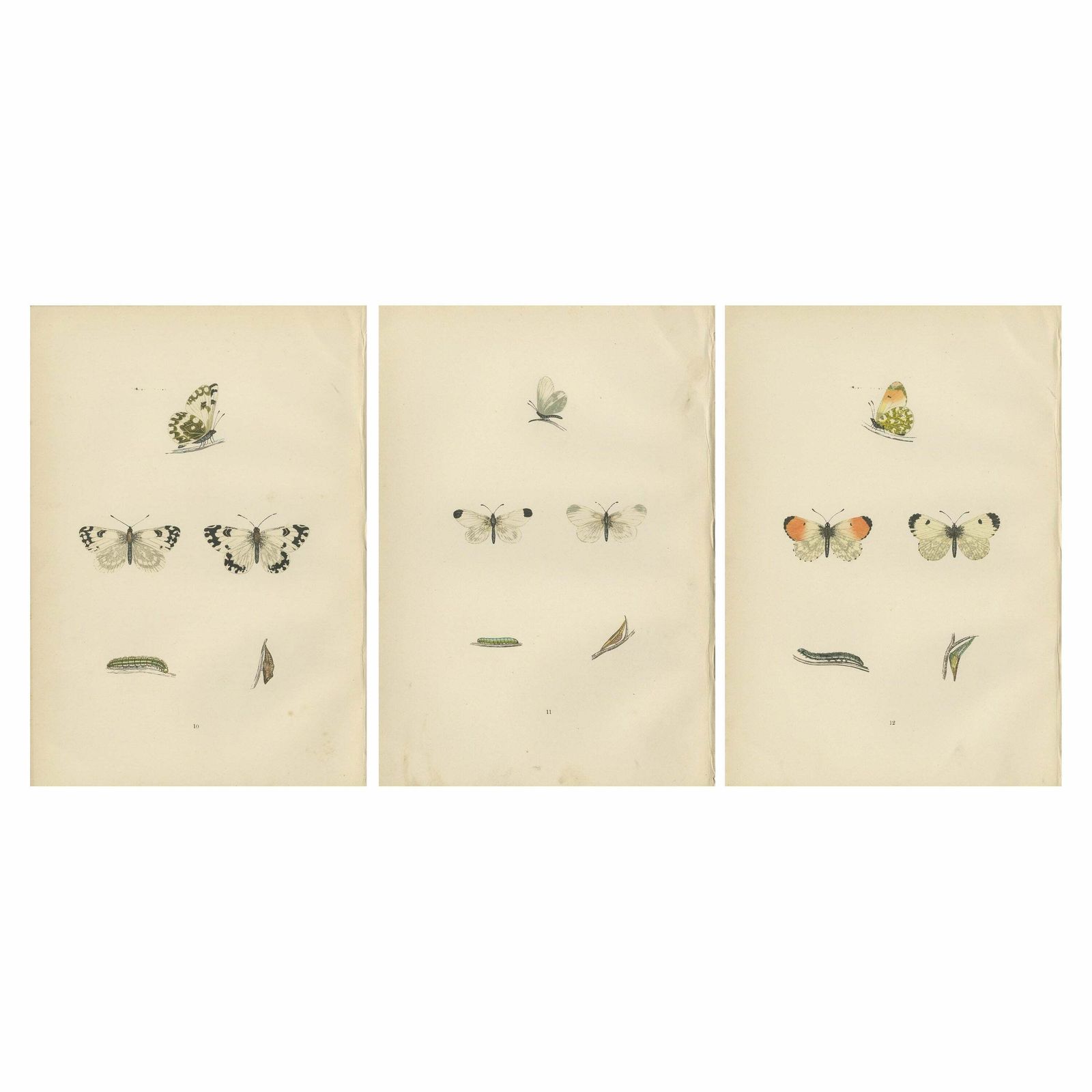 Metamorphosis In Repose: A Trio Of Butterfly Lifecycles