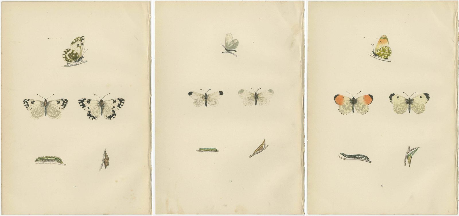 Metamorphosis In Repose: A Trio Of Butterfly Lifecycles photo 204.0