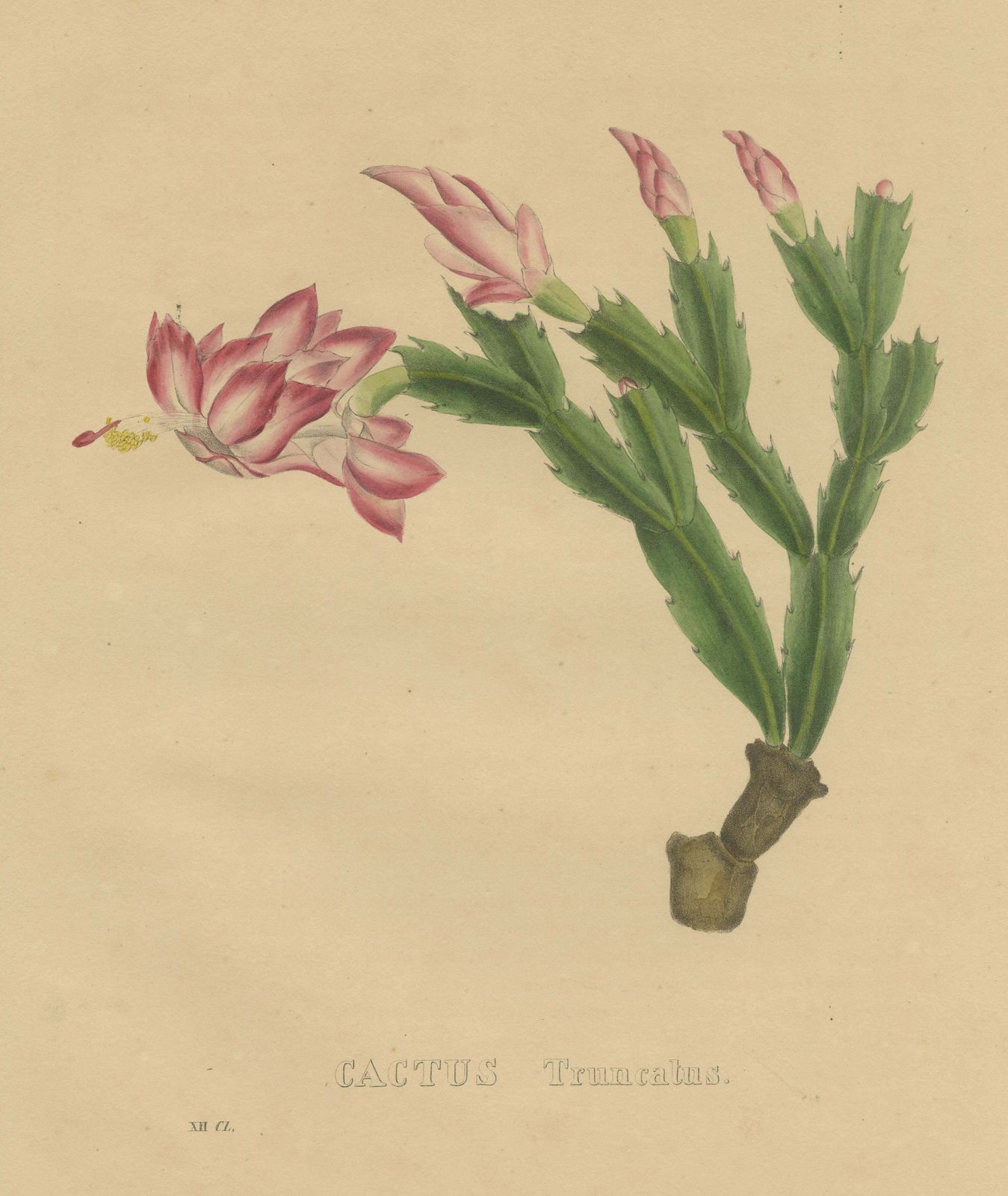 Botanical Beauty: Schlumbergera   The Christmas Cactus, Circa 1832 photo for sale