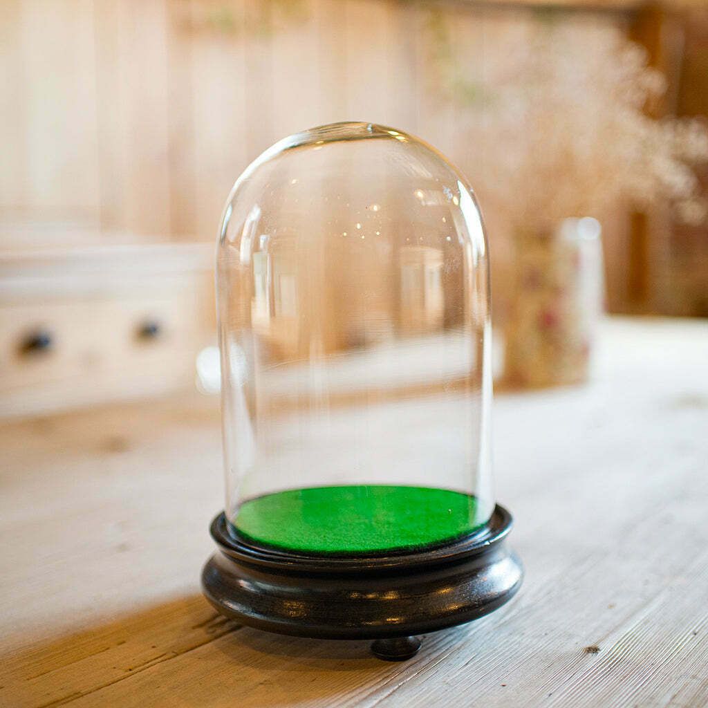 Small Antique Specimen Dome, English, Botany, Taxidermy, Display Case, Victorian photo for sale