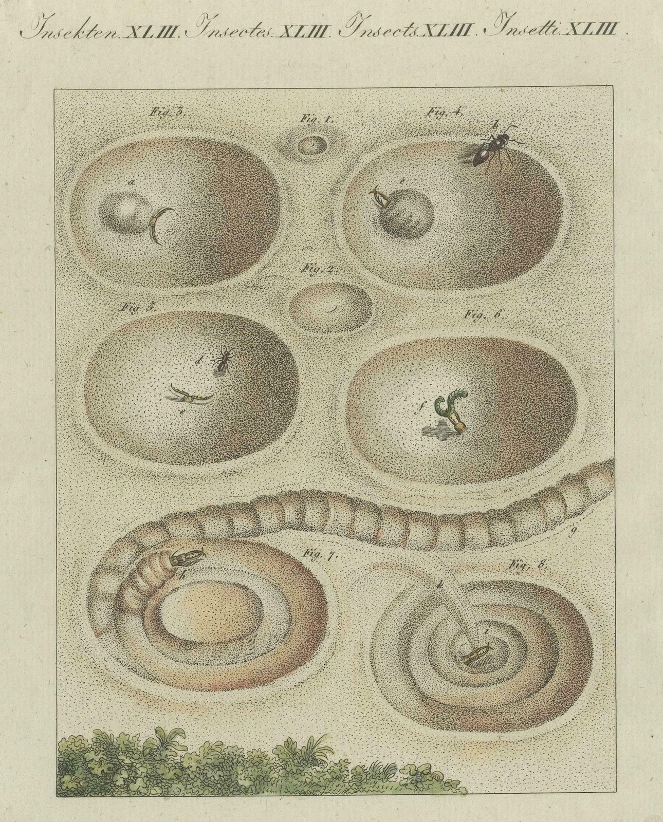 Antique Print Of A Lion Ant Creating A Funnel Shaped Trap In Sand photo Art