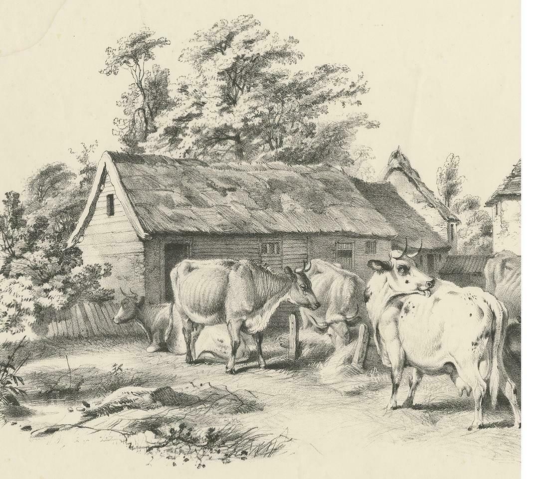 No. 7 Antique Print Of Cattle By Cooper photo for sale