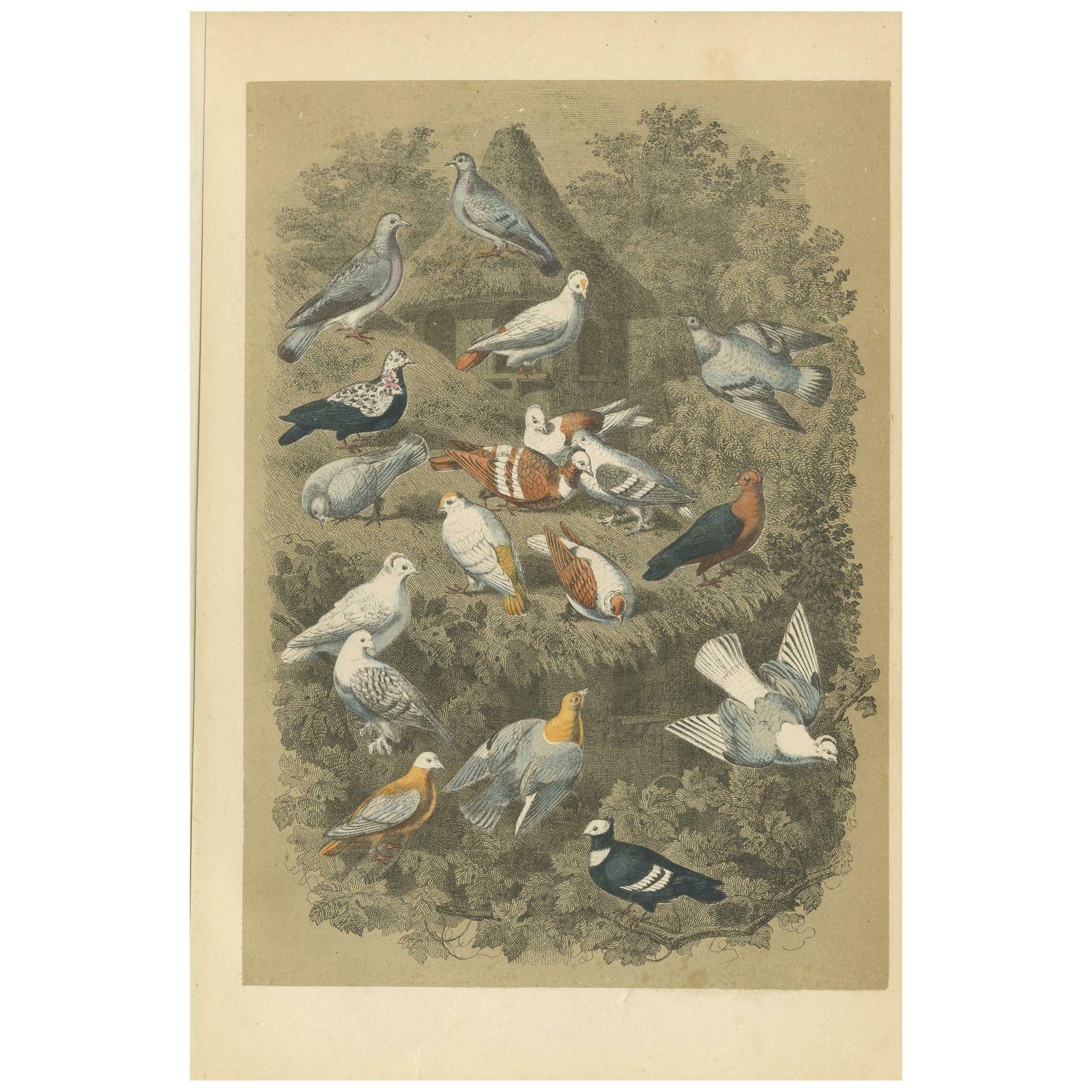 Antique Bird Print Of Various Pigeons, 1853