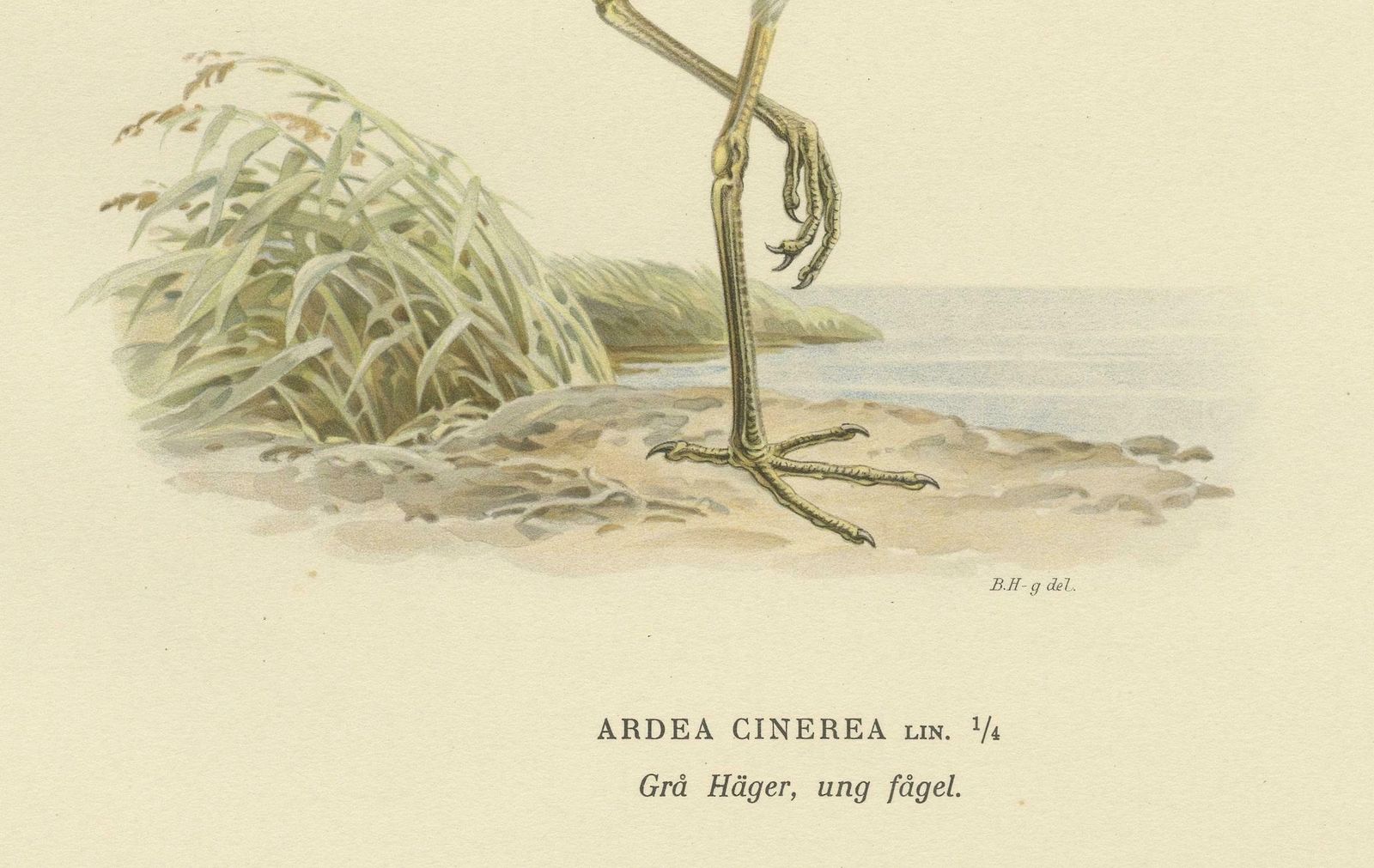 The Young Grey Heron From The Svenska Fåglar Lithographs Series 1929 photo furniture