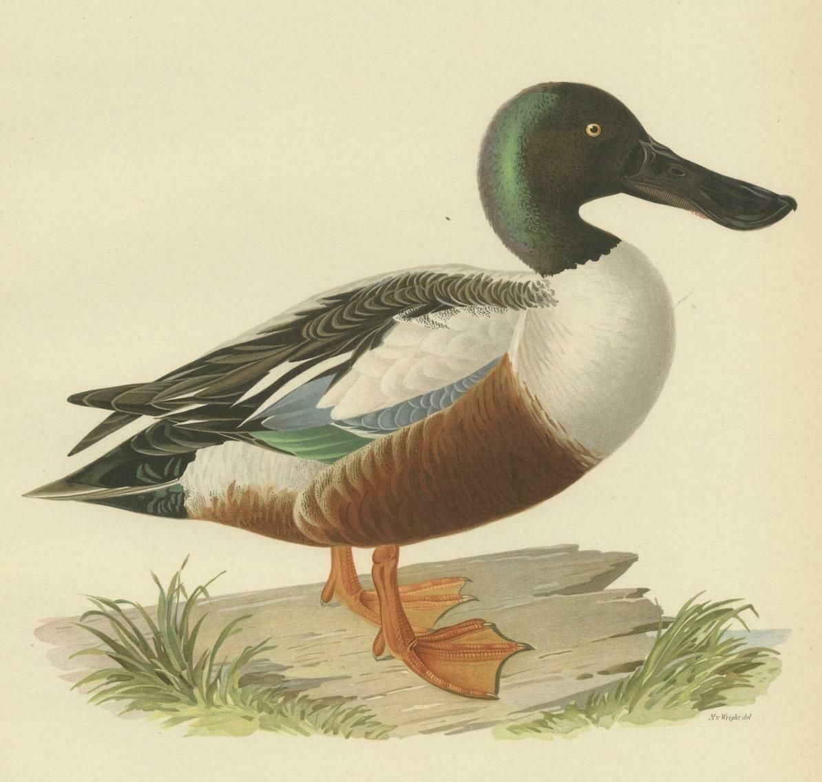 Northern Shoveler In Detail A Study Of Spatula Clypeata In Lithograph 1929 photo for sale