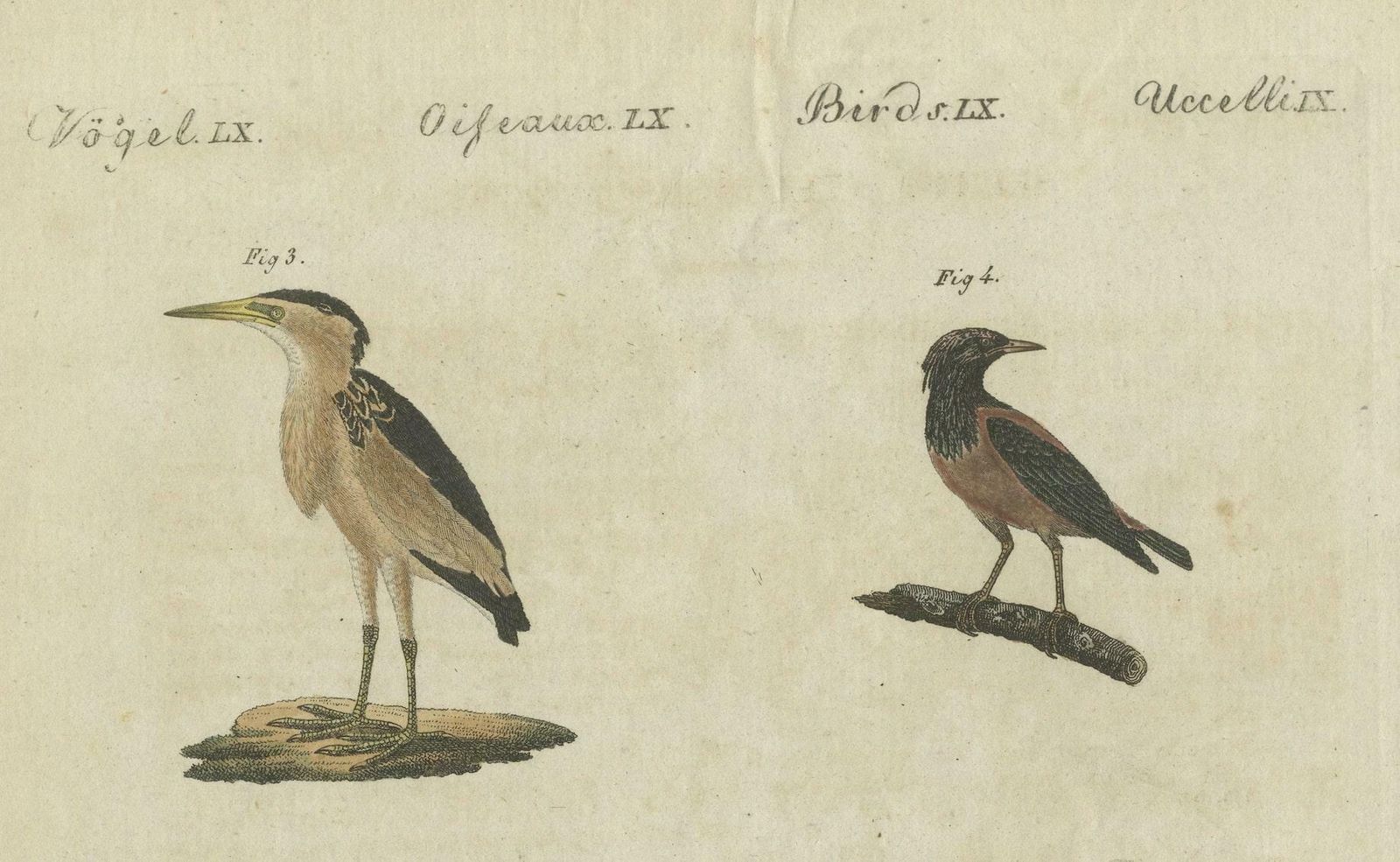 Antique Print Of Various Birds Including The Little Bittern photo 138.0